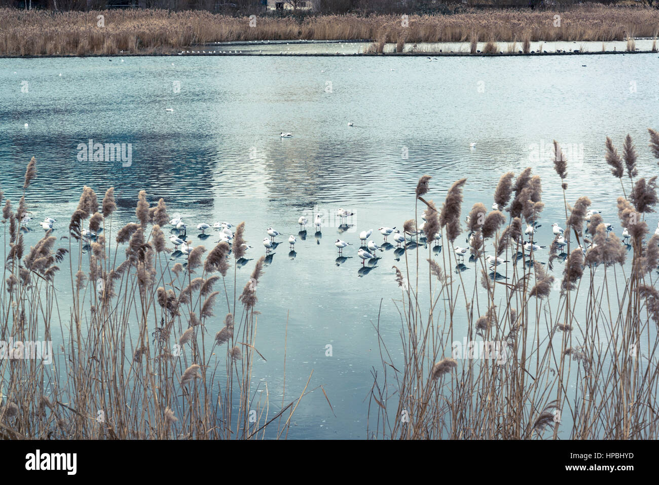 Woodberry Feuchtgebiete Nature Reserve, Finsbury Park, London Borough of Hackney, London, England, UK Stockfoto