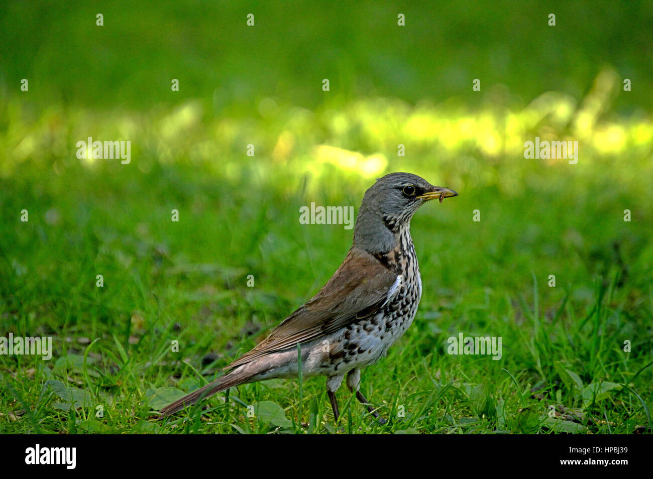 Vogel Essen Wurm auf dem Rasen mit Sonnenlicht Stockfoto