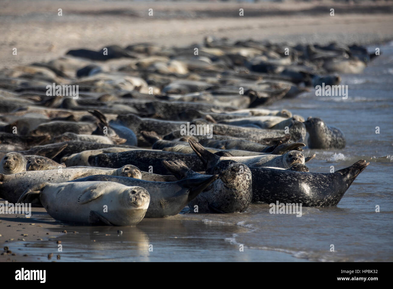 Robben am Strand der Düne, ein Nachbar Insel Helgoland, eine deutsche Insel in der Tiefsee-Region der Nordsee, Stockfoto