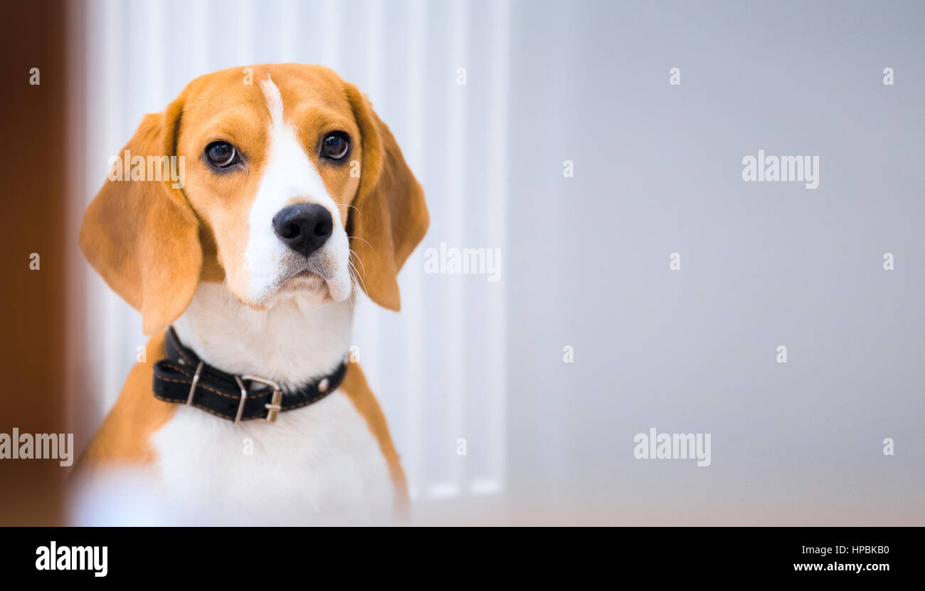 Porträt von Beagle Hund mit langen Ohren vor dem weißen Hintergrund  Stockfotografie - Alamy
