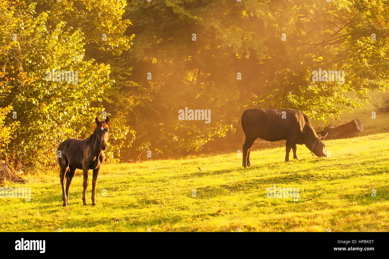 schwarzes Pferd und schwarze Kuh Essen Rasen auf Berghügel in golden Nebel Stockfoto