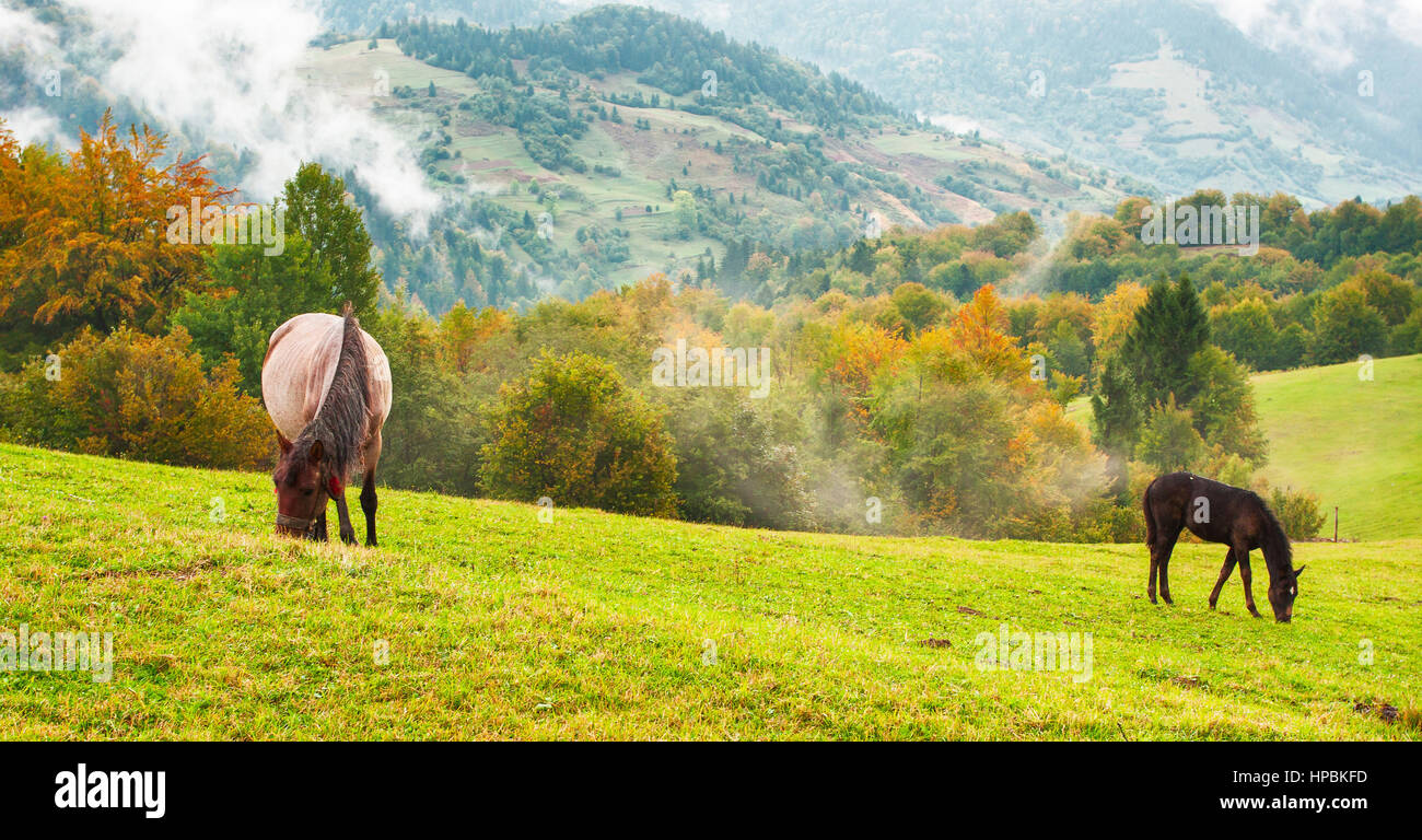 zwei Pferde Essen Rasen auf Berghügel im Herbst Stockfoto