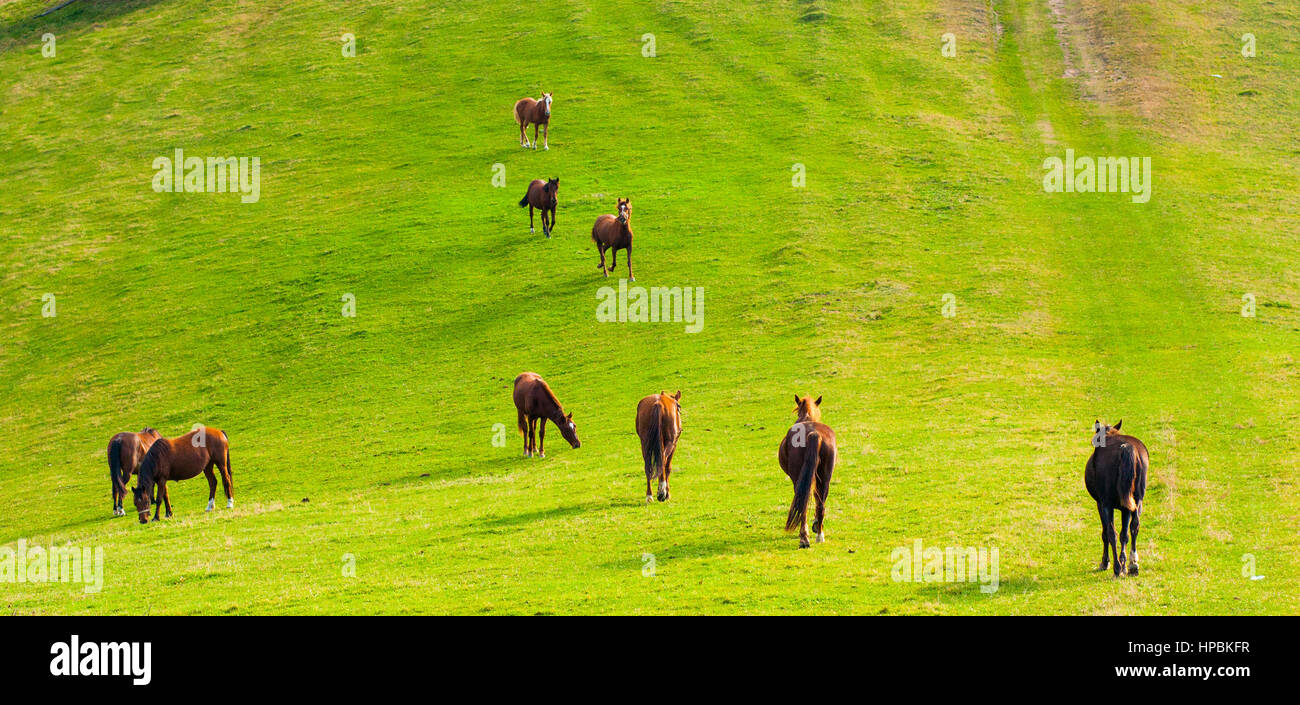 Gruppe von braune Pferde Essen wiesen auf die Berge Berge Stockfoto