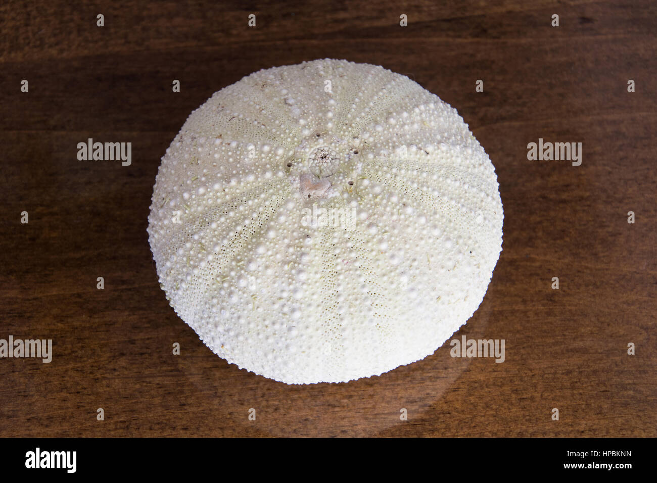 Nahaufnahme des leeren knorrigen Seeigel Schale gebleicht weiß von der Sonne auf mittleren braunen Holztisch. Von oben fotografiert. Stockfoto