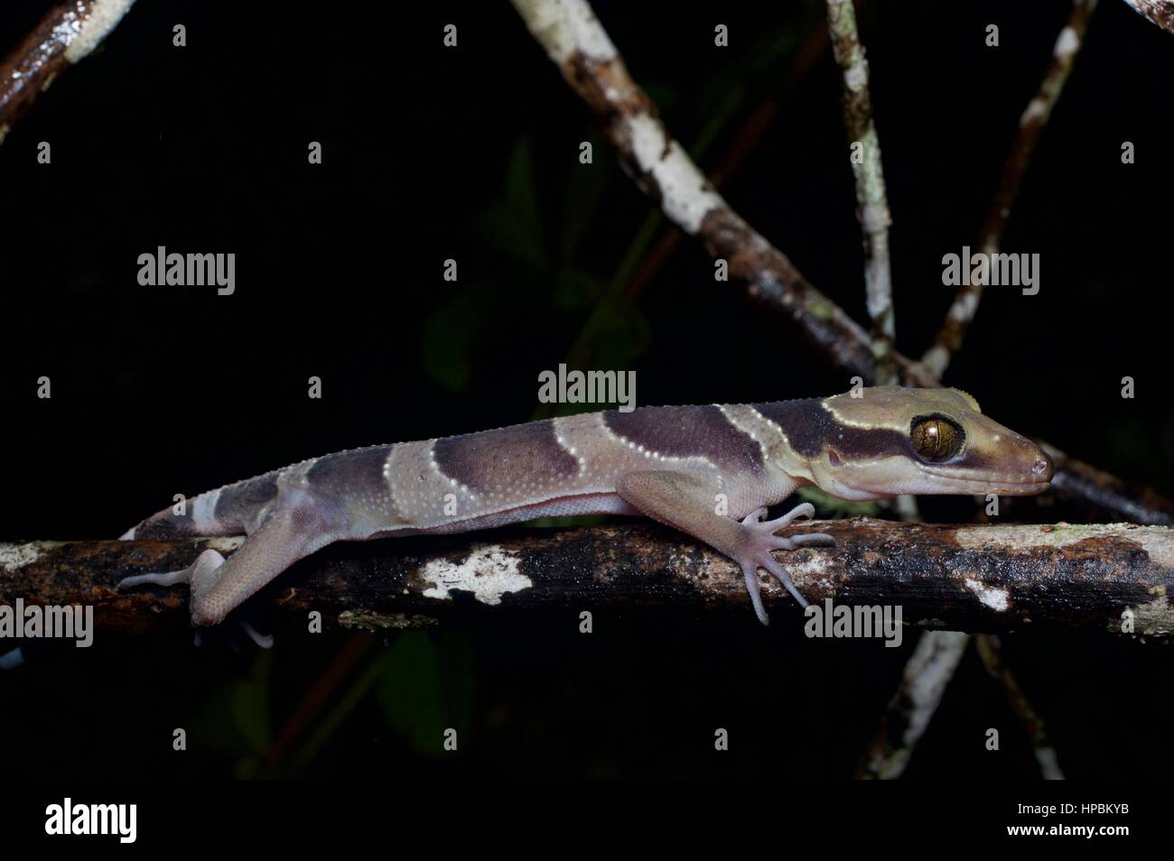 Eine südliche Titiwangsa Bent-toed Gecko (Cyrtodactylus Australotitiwangsaensis) in den Regenwald in der Nacht in Frasers Hill, Pahang, Malaysia Stockfoto