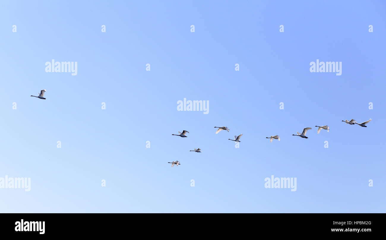 Gänse im blauen Frühling sky V-Formation mit wichtigsten Ente vor Stockfoto