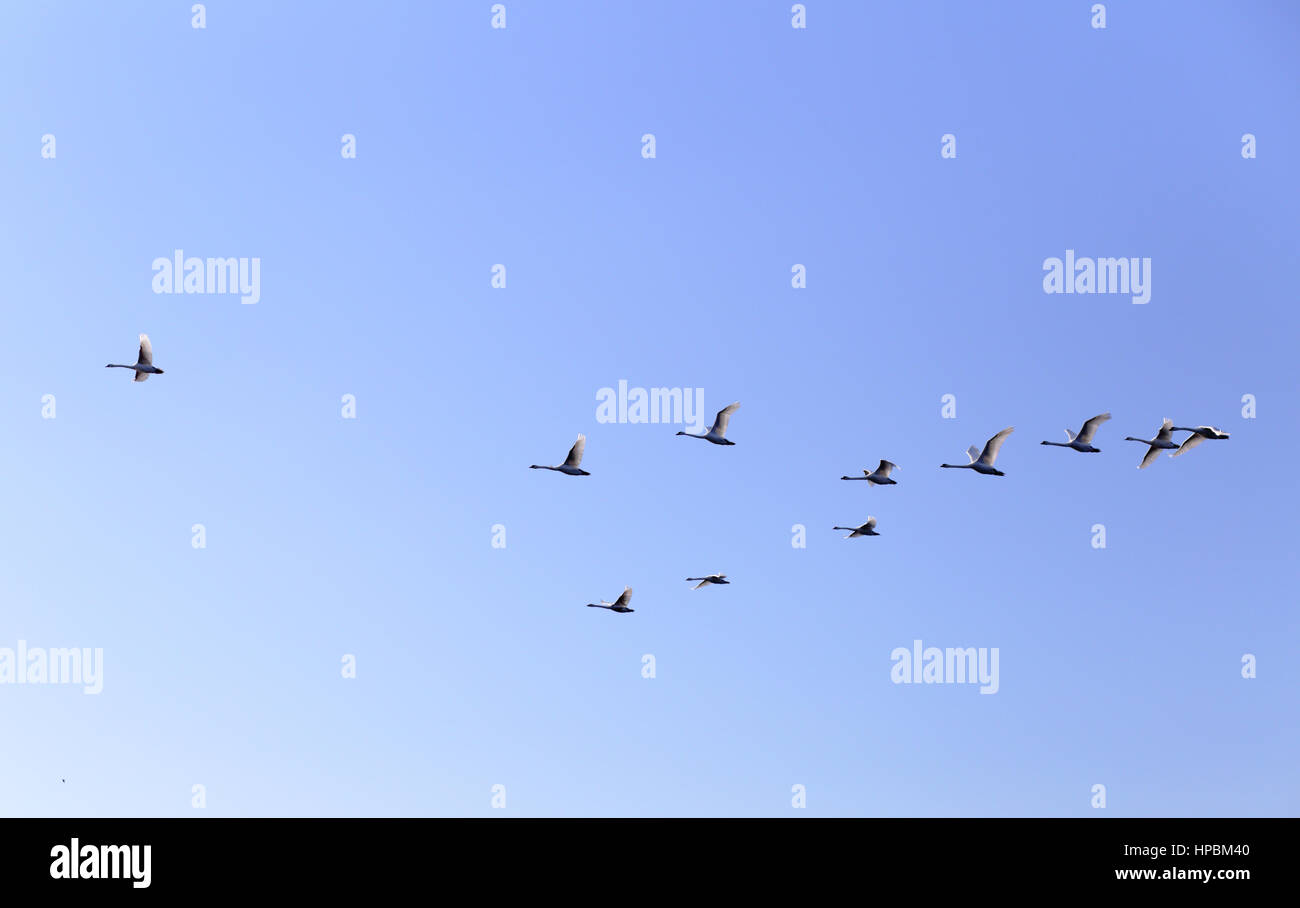 Gruppe der Graugänse, die in blauen Feder Himmel V-Formation fliegen Stockfoto