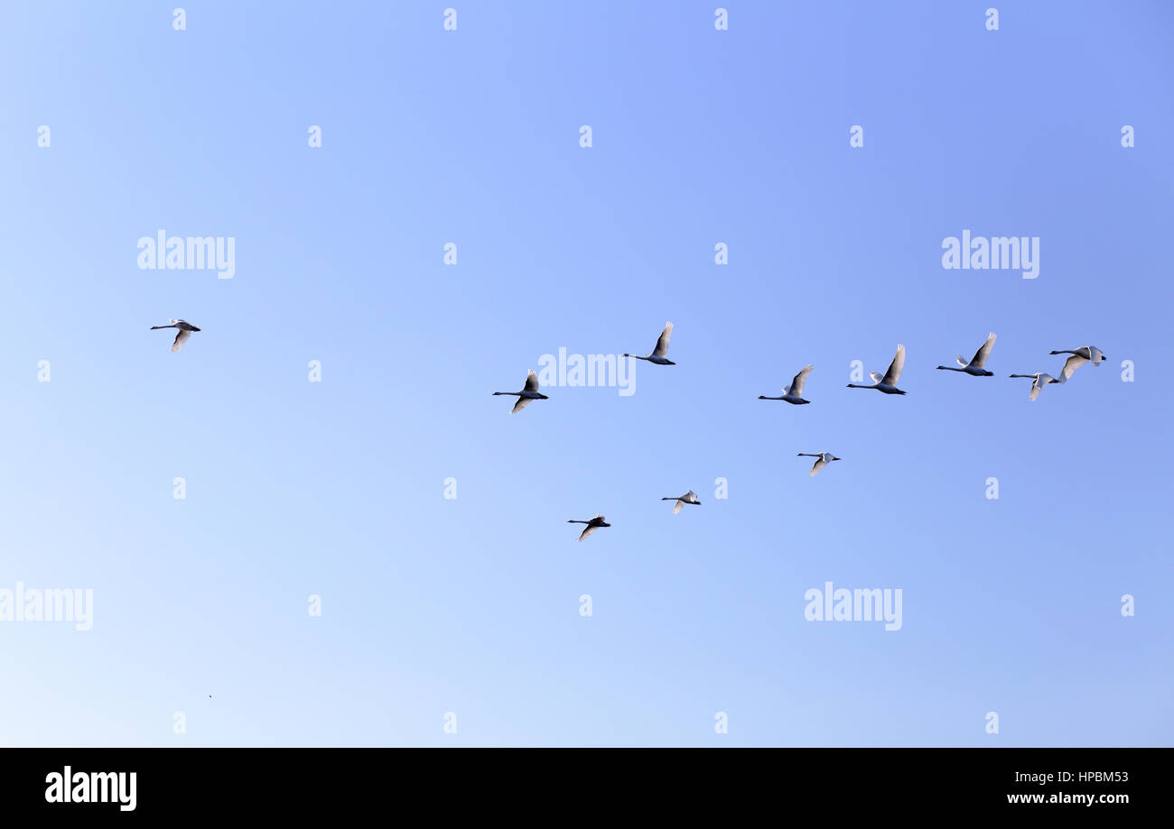 Gruppe der Gänse fliegen in blauen Frühlingshimmel in V-formation Stockfoto