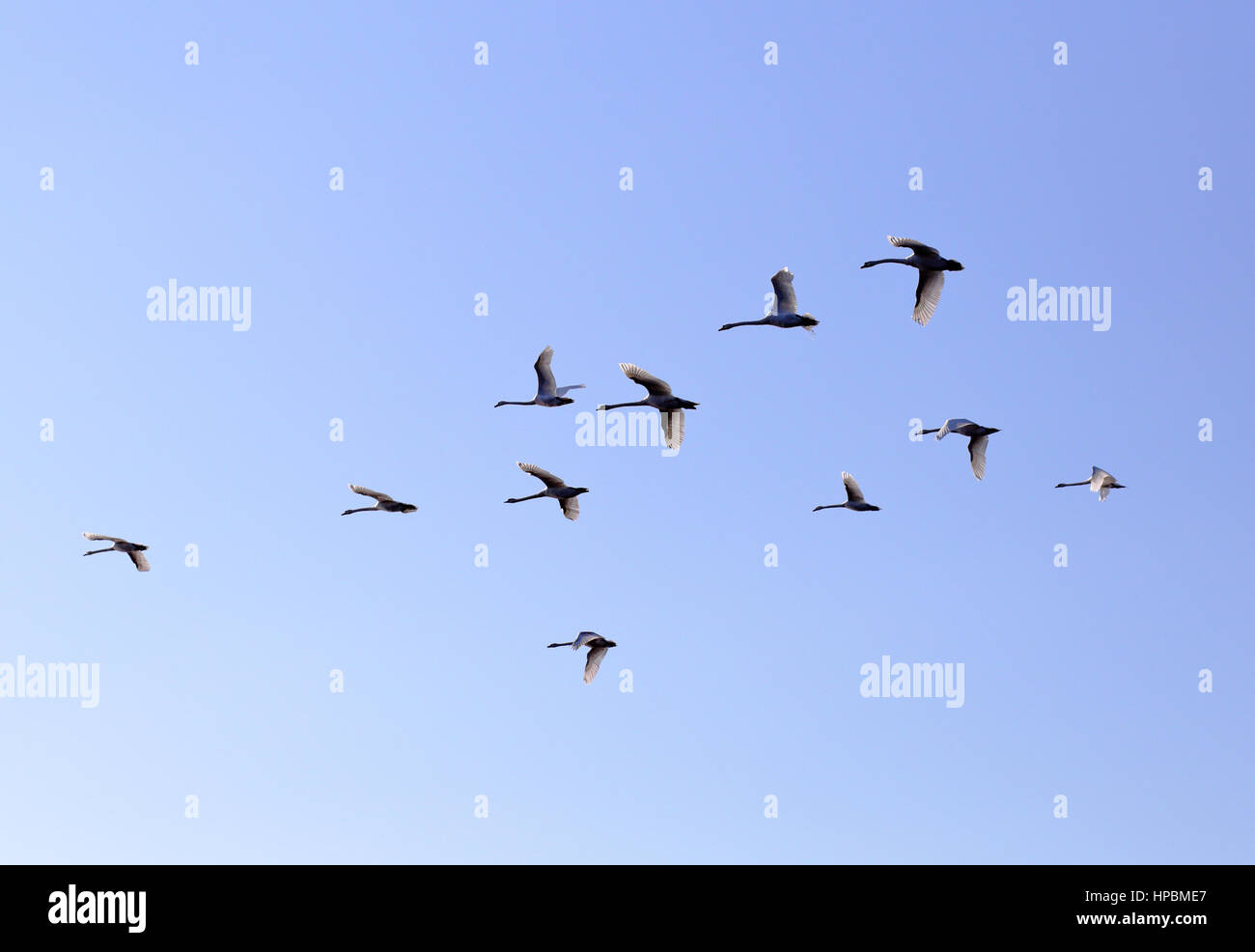 Gänse-Familie fliegen in blauen Frühlingshimmel, V-Formation Stockfoto