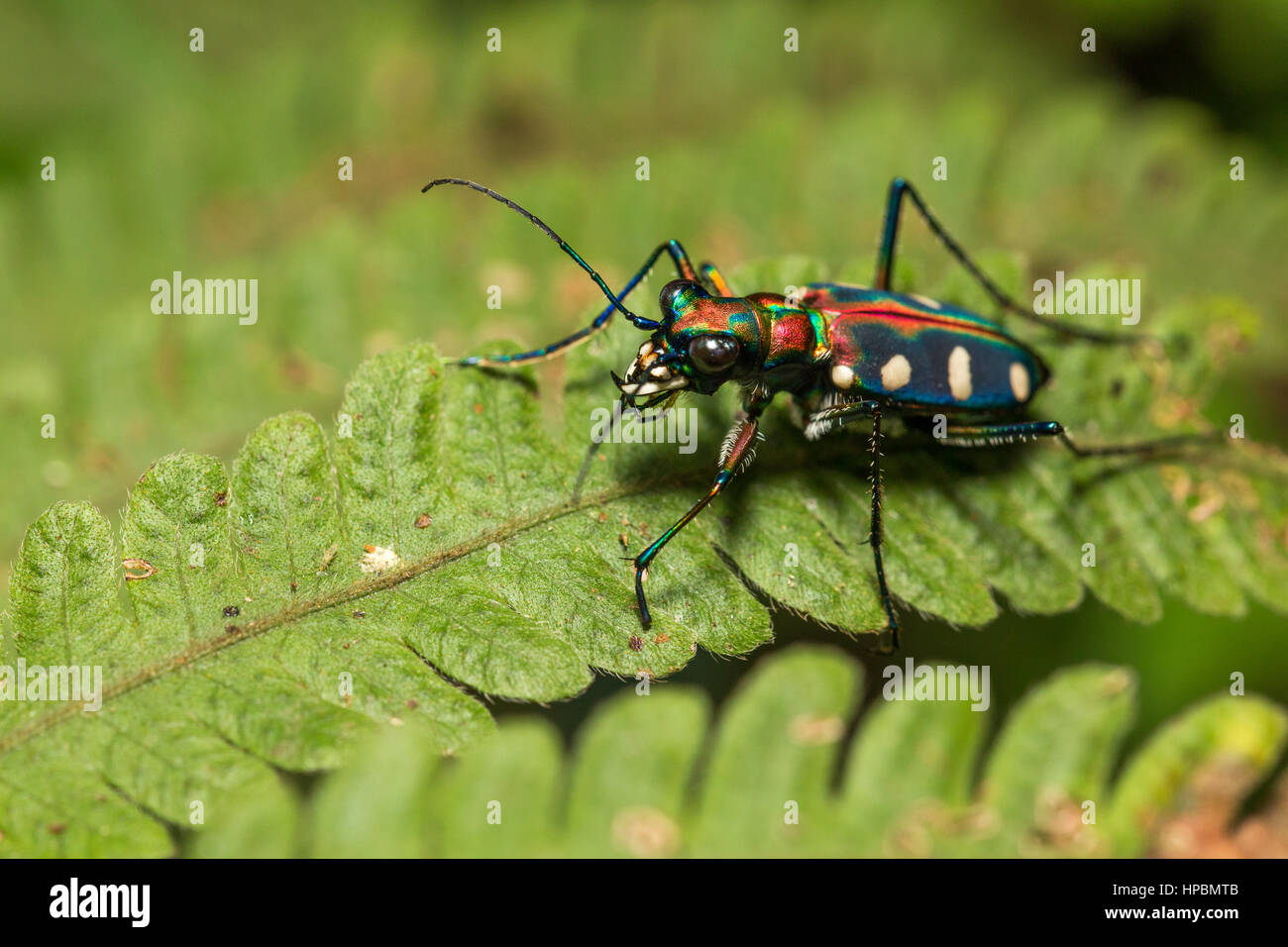 Blue Spotted Tiger Beetle auf Blatt (Cicindela Aurulenta) Stockfoto
