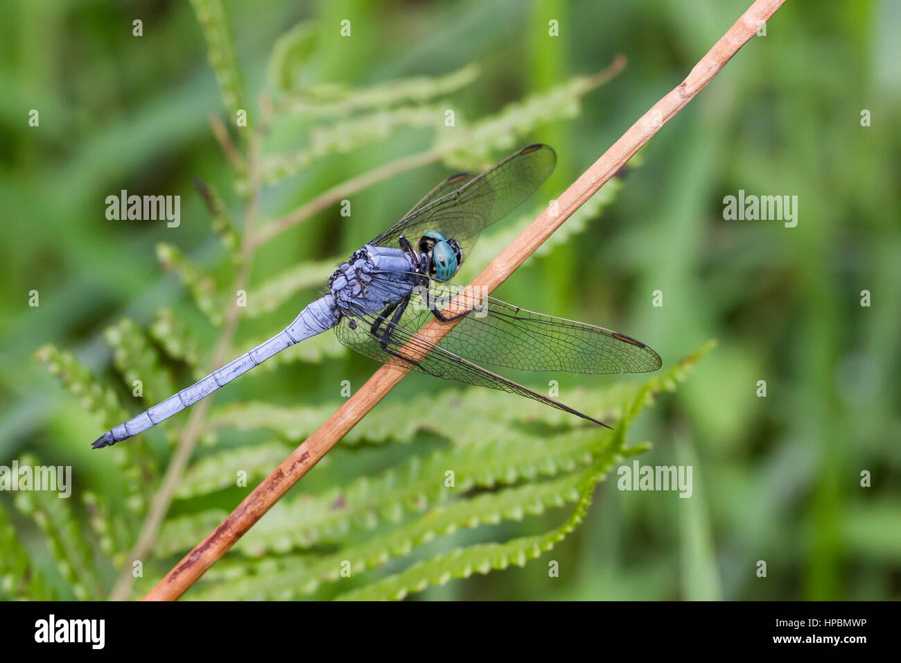 Porträt von Dragonfly - Marsh Skimmer Stockfoto