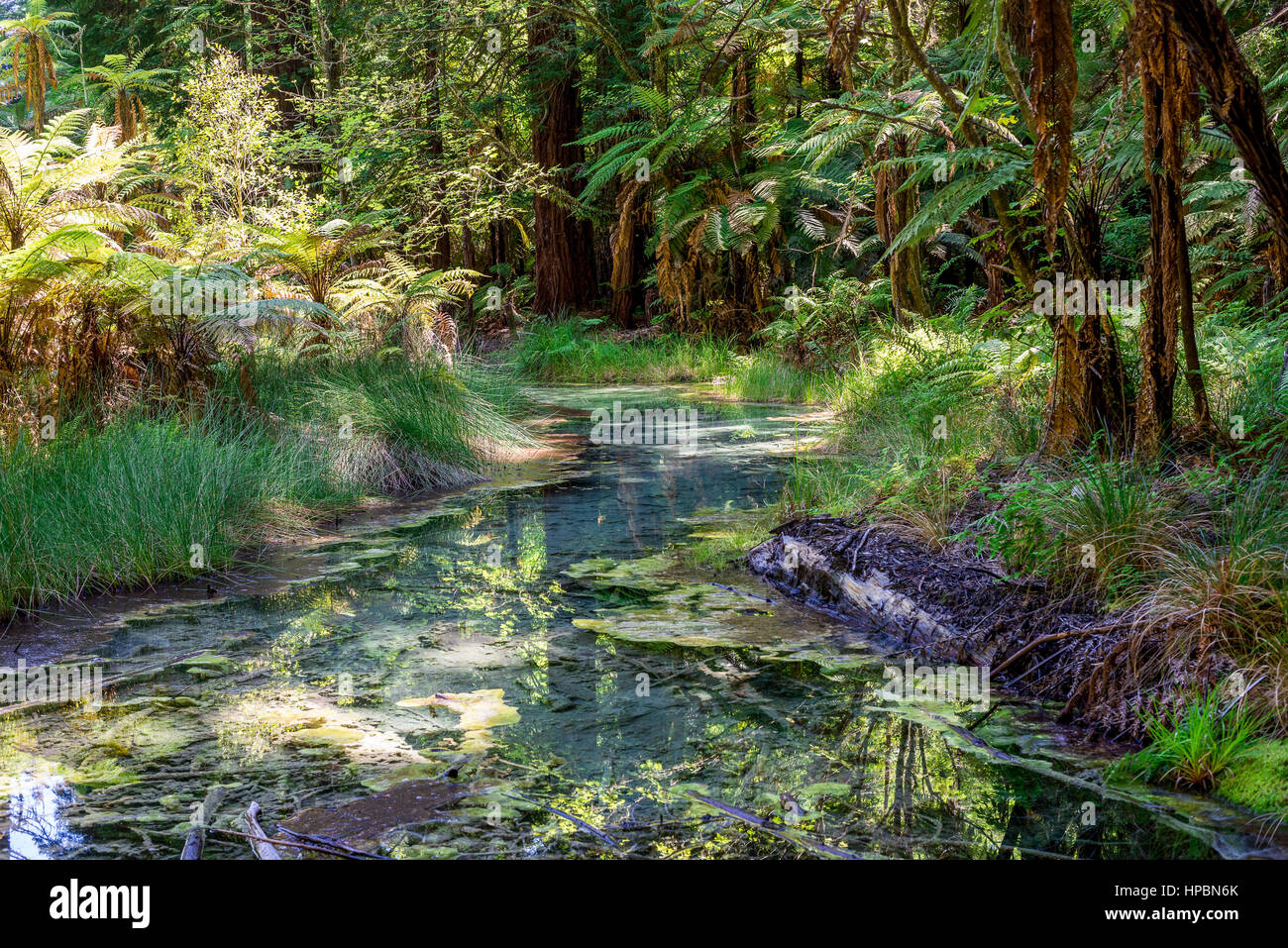 Malerische kleine Bucht in Redwood-Wald in der Nähe von Rotorua, Neuseeland, Nordinsel Stockfoto