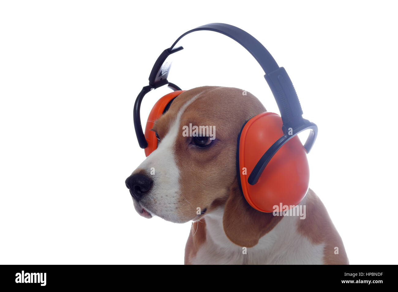 Beagle Hund rot industrielle Kopfhörer isoliert auf weißem Hintergrund Stockfoto
