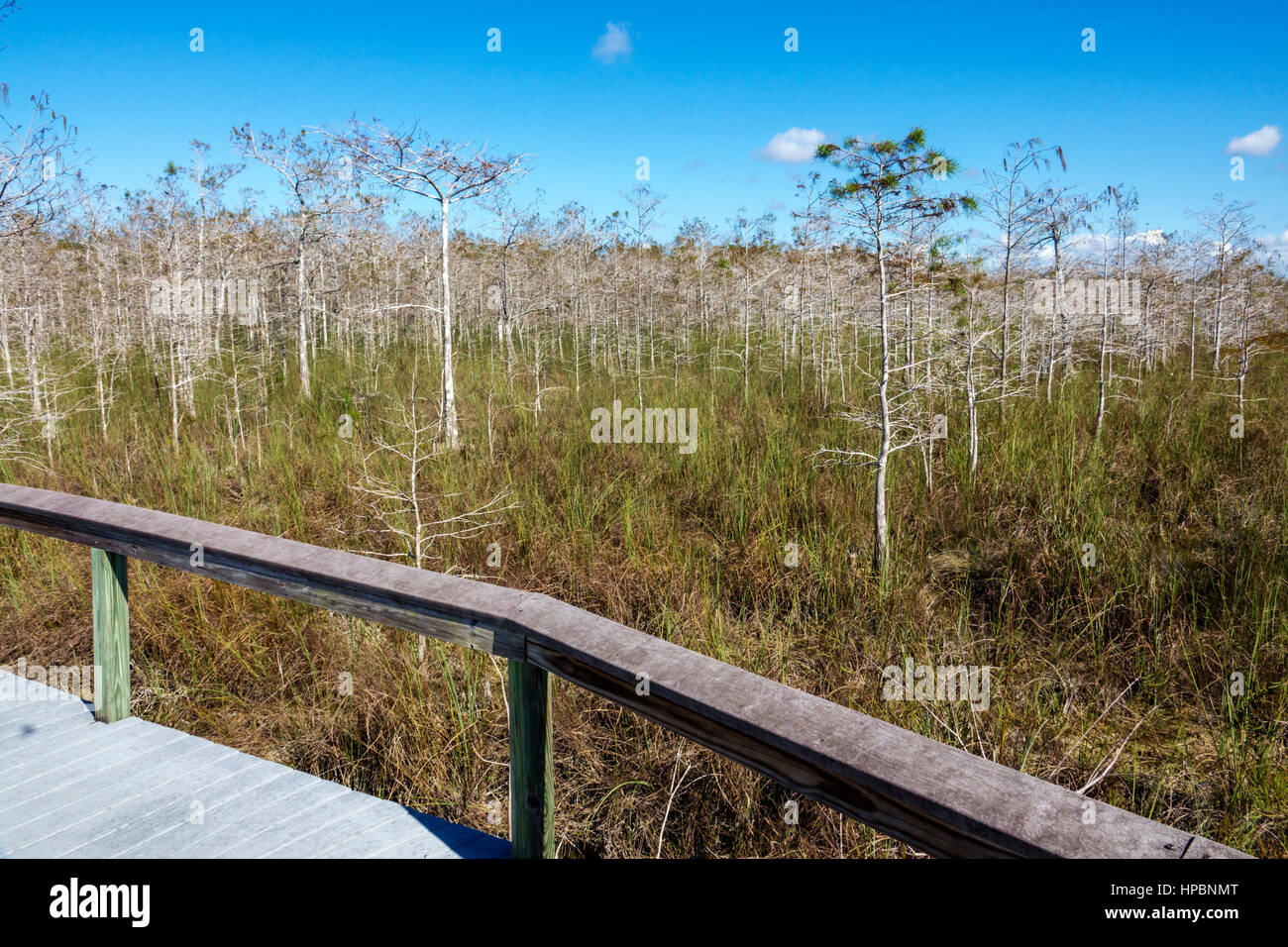 Florida Everglades National Park, Trail, Süßwasser-Mergel Prärie, Zwerg Zypresse, Promenade, Besucher reisen Reise Tour Tourismus Wahrzeichen Landmar Stockfoto