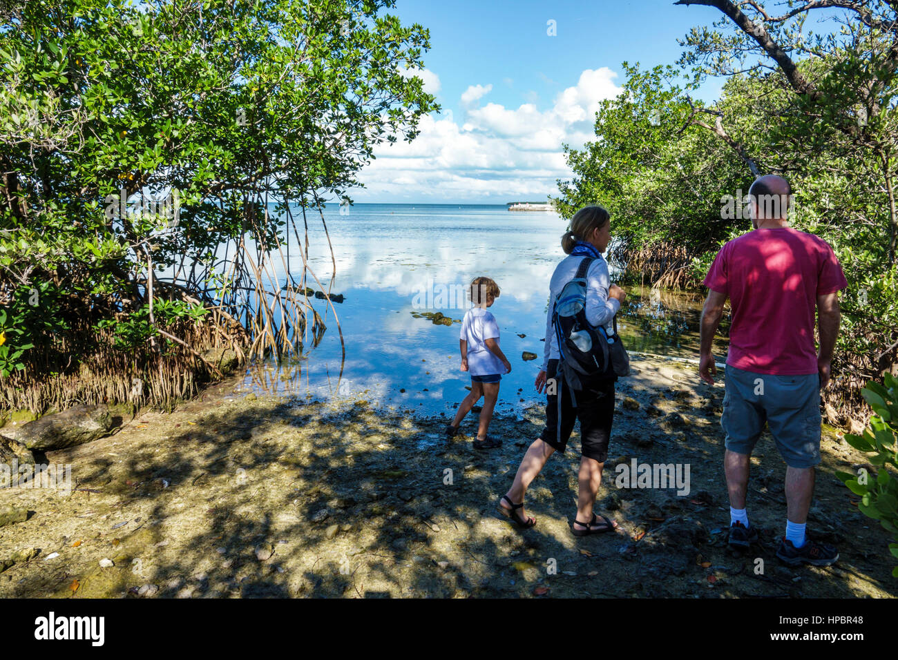 Florida Key Largo, Upper Florida Keys, Florida Bay Water, Florida Keys Wild Bird Center, Laura Quinn Sanctuary, Red Mangrove, Rhizophora Mangle, Wasser, Erwachsene Stockfoto