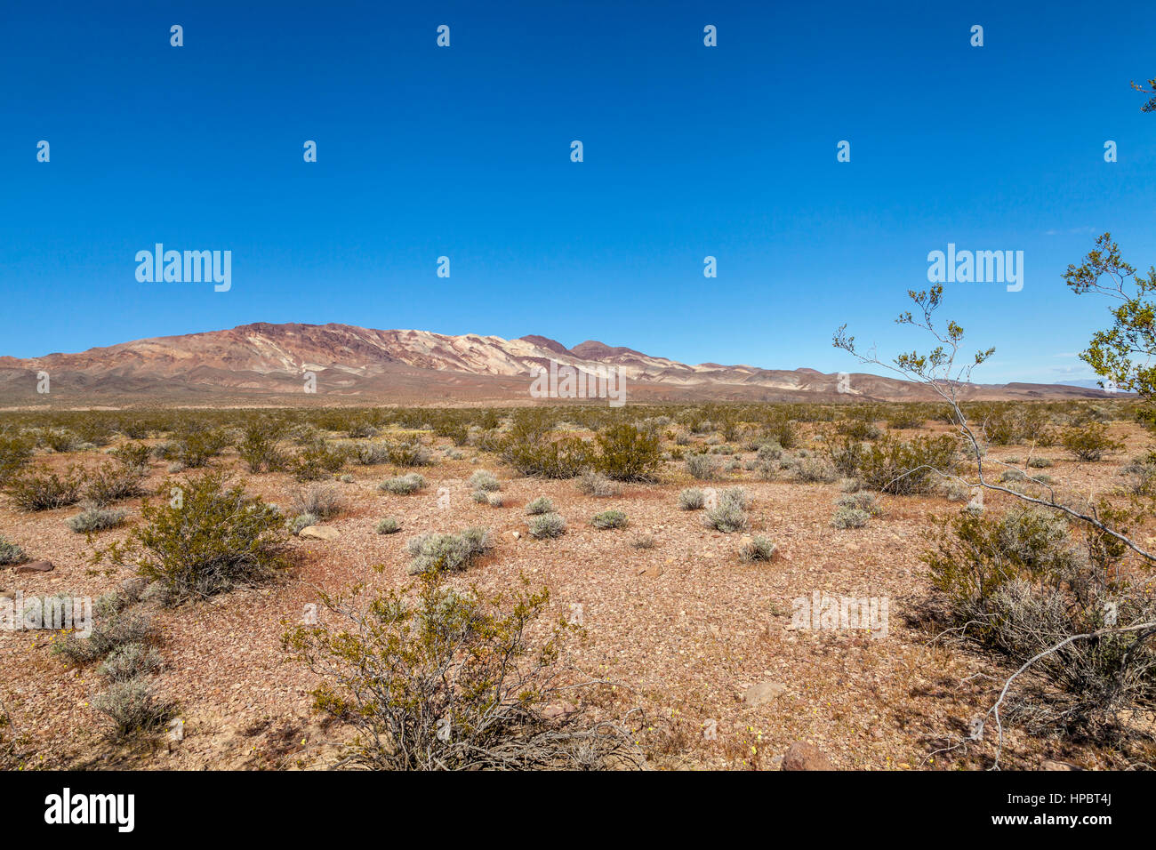 Plain Feld, Death Valley Nationalpark, Kalifornien, USA Stockfoto
