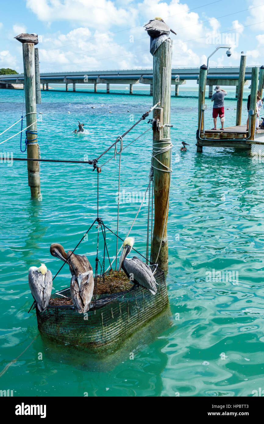 Florida Upper Florida Keys, Islamorada, Lower Matecumbe Key, Robbie's Marina, Florida Bay Water, Highway Route 1 Overseas Highway, Waterfront, Pilings, Pelica Stockfoto
