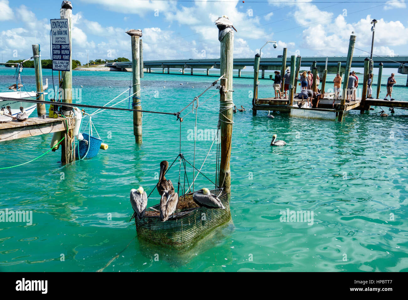 Florida Upper Florida Keys, Islamorada, Lower Matecumbe Key, Robbie's Marina, Florida Bay Water, Highway Route 1 Overseas Highway, Waterfront, Pilings, Pelica Stockfoto
