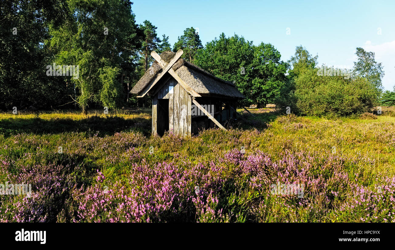 Lüneburg Heath ist ein großes Gebiet der Heide, Geest und Wald im nordöstlichen Teil des Landes Niedersachsen in Norddeutschland. Stockfoto