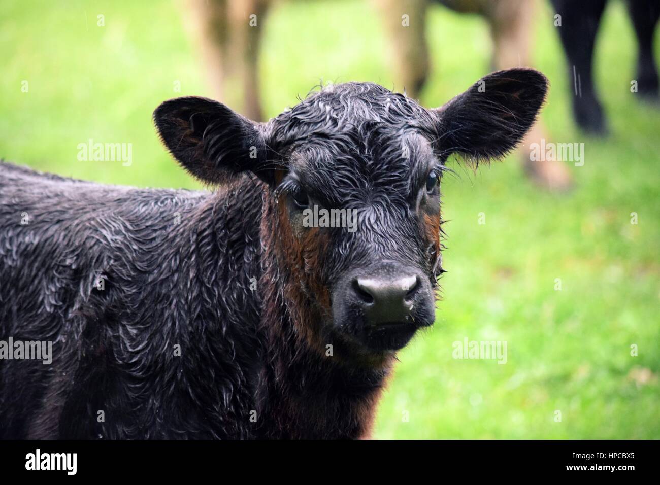 Kühe, die eine Feder Türkei Jagd unterbrechen Stockfoto