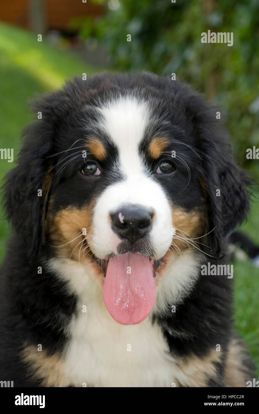 Berner Sennenhund Welpe - Berner Sennenhund, Welpen Stockfoto