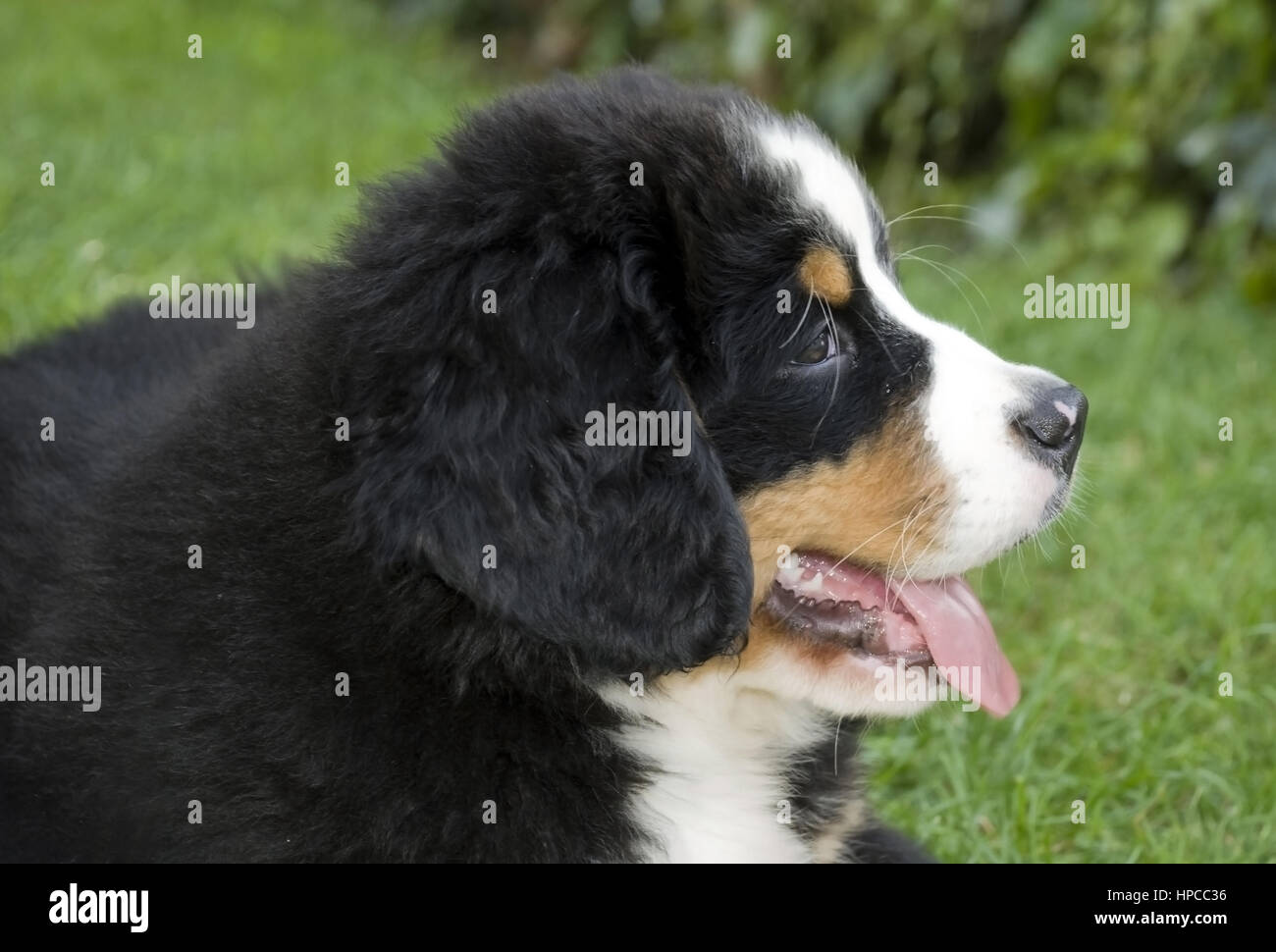 Berner Sennenhund Welpe - Berner Sennenhund, Welpen Stockfoto