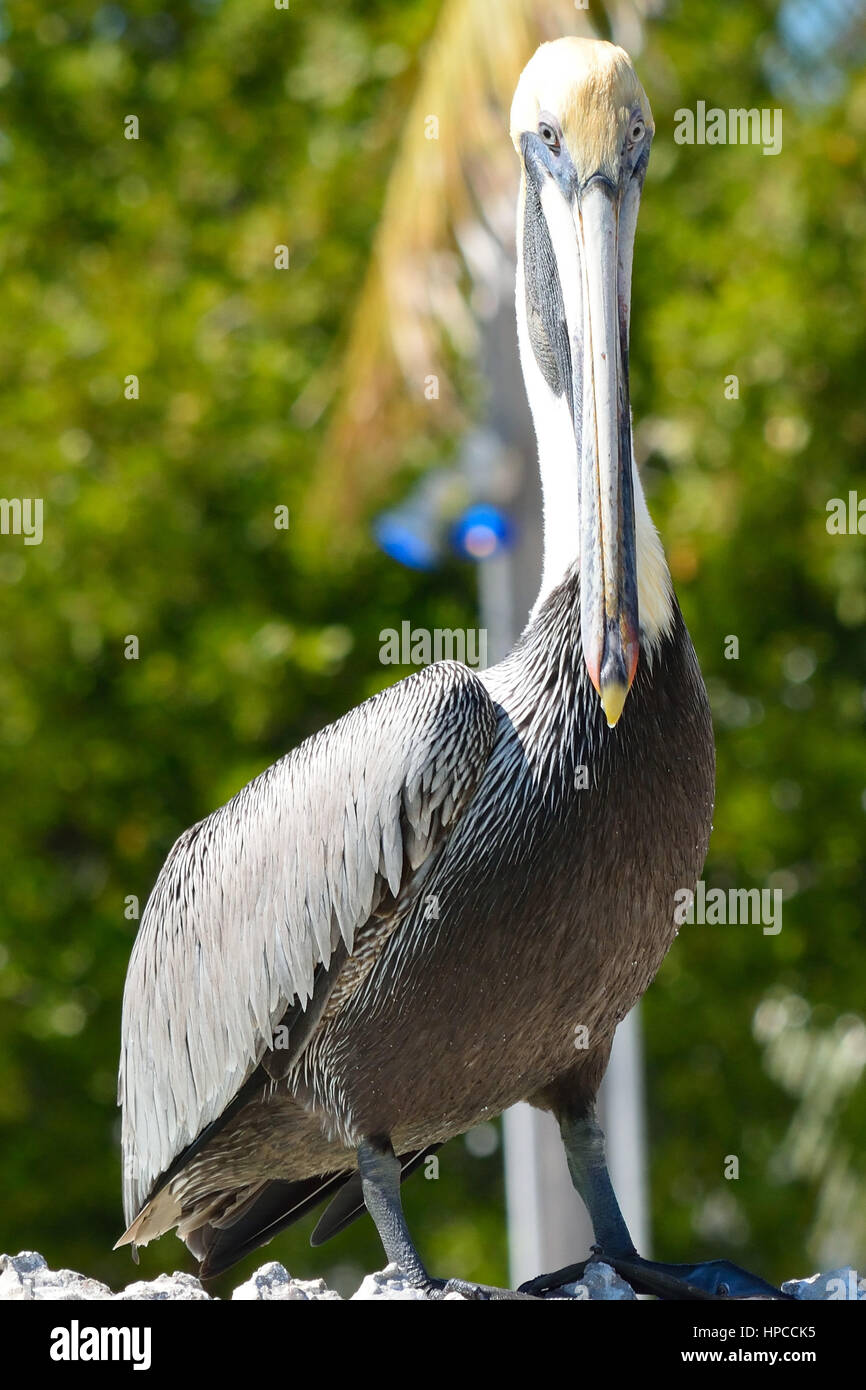 Braune Pelikane sonnen sich in Key West FL. aufgenommen am South Beach Pier in Key West, Florida, USA Stockfoto