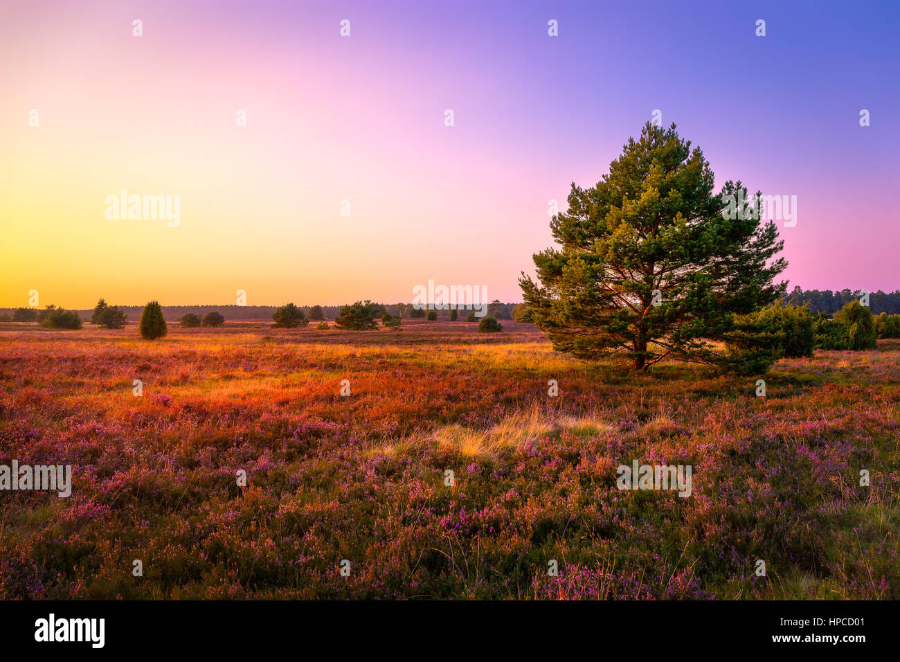 Lüneburg Heath ist ein großes Gebiet der Heide, Geest und Wald im nordöstlichen Teil des Landes Niedersachsen in Norddeutschland. Stockfoto