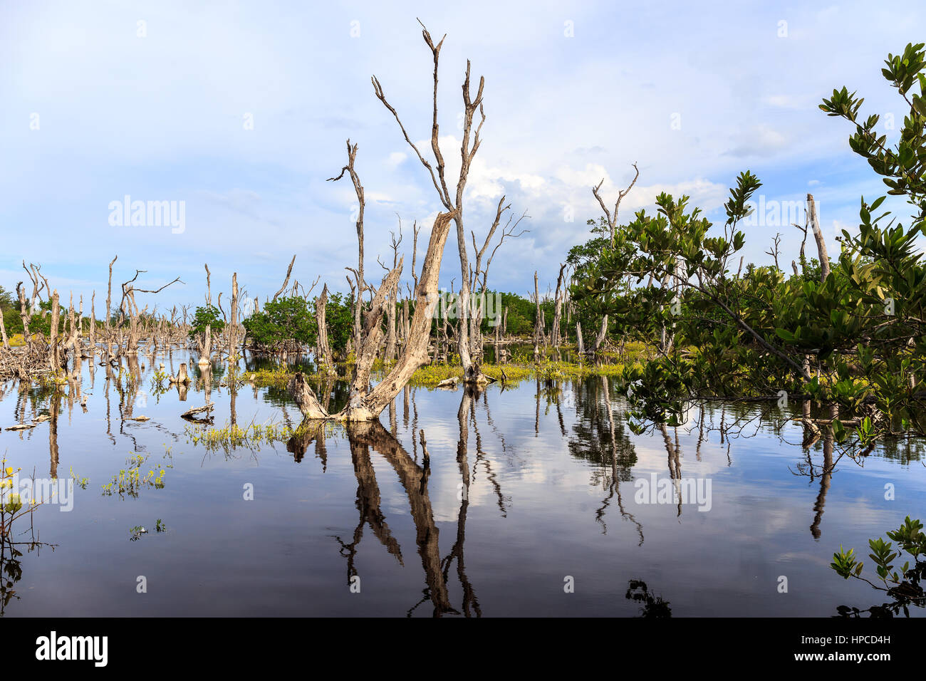 Der Strand von Cayo Jutias im Norden von Kuba Stockfoto