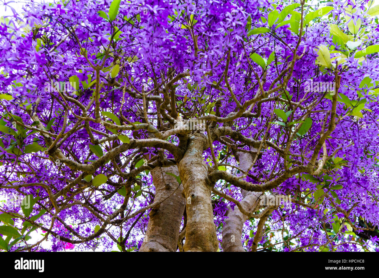 Baum Mit Lila Blüten Stockfotos & Baum Mit Lila Blüten Bilder Alamy