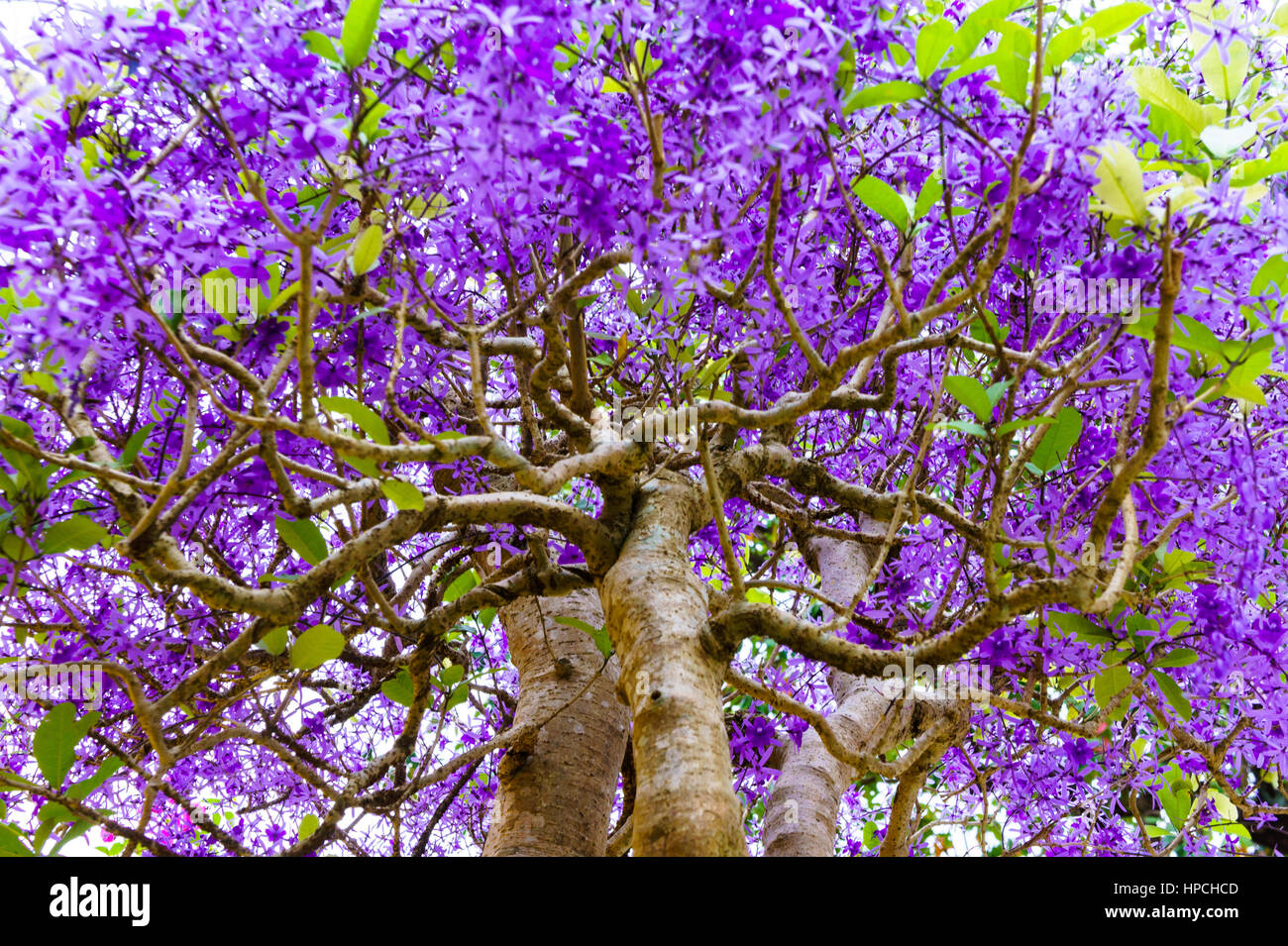 Baum Mit Lila Blüten Stockfotos & Baum Mit Lila Blüten Bilder Alamy