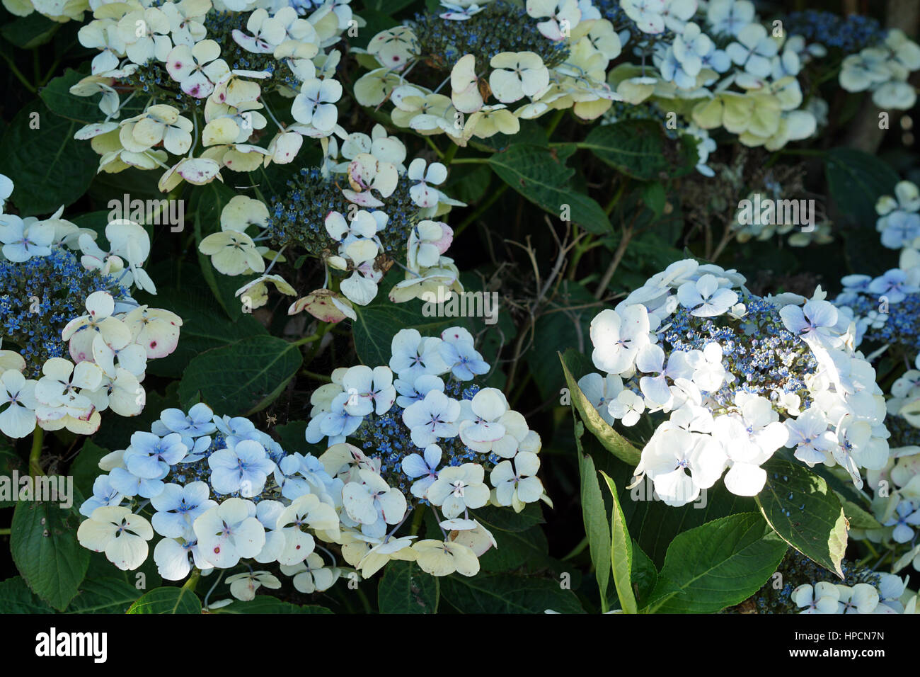 40+ Hortensie Im Garten, Hortensien sind eine bereicherung für jeden