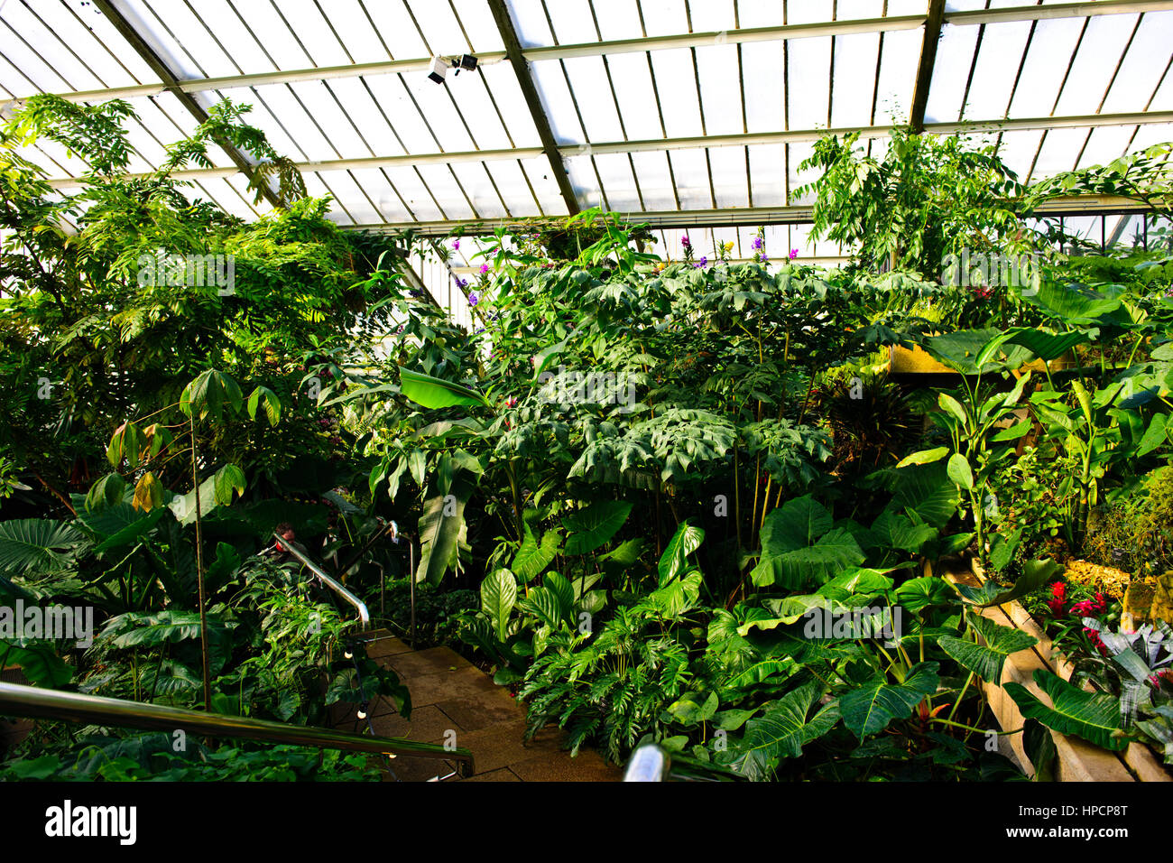 Orchideen-Ausstellung, tropische Pflanzen, Kew Garden Stockfoto