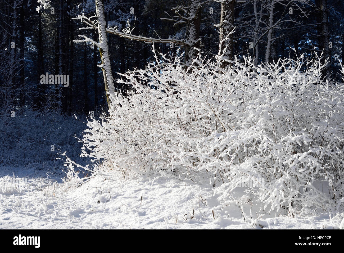 Schnee bedeckt Erlen (Alnus Incana) Stockfoto