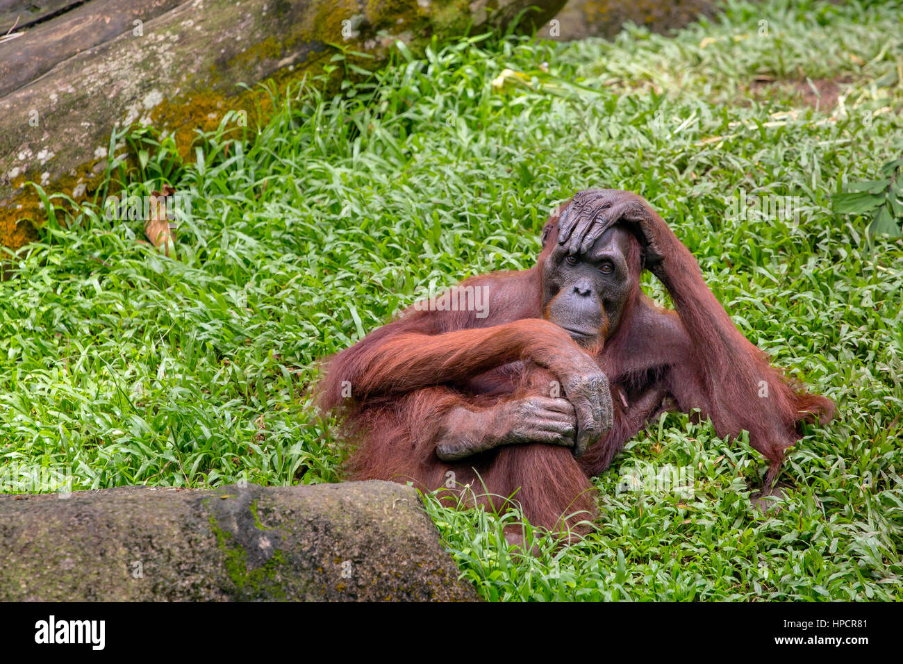 Weiblicher Orang-Utan sitzen auf dem Rasen im Zoo von Singapur Stockfoto