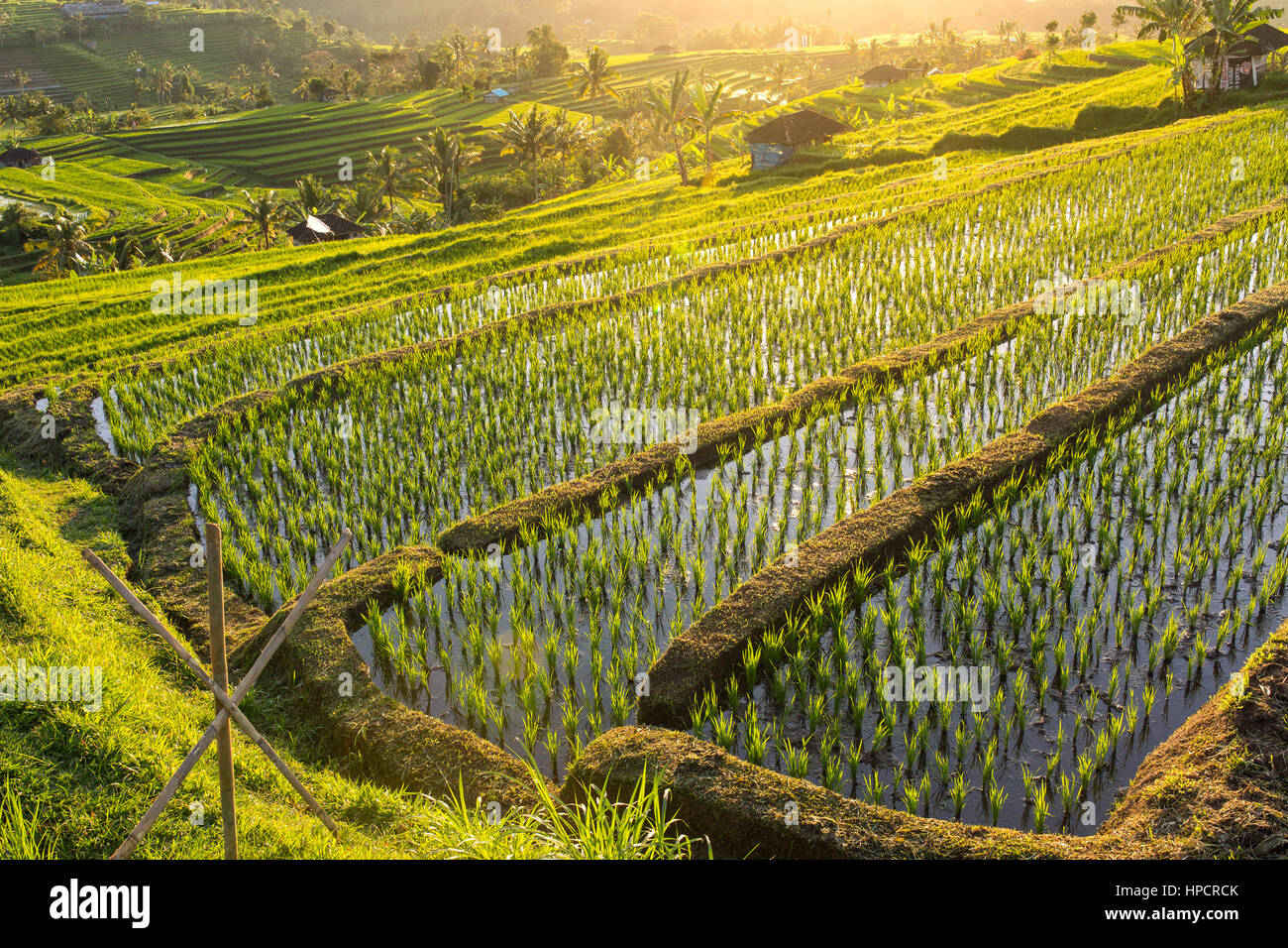 Schönen Sonnenaufgang über die Jatiluwih Reis-Terrassen in Bali, Indonesien Stockfoto