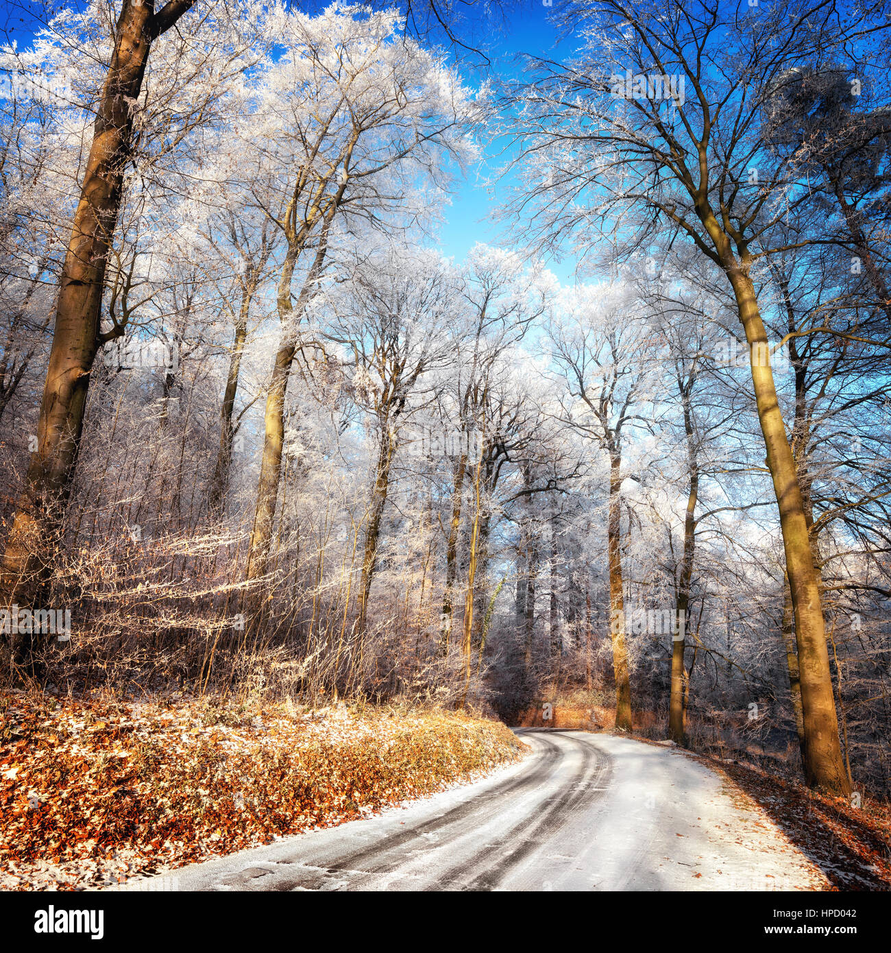 Malerischen Waldweg im Winter mit Schnee und Raureif auf den Bäumen und klaren, blauen Himmel Stockfoto