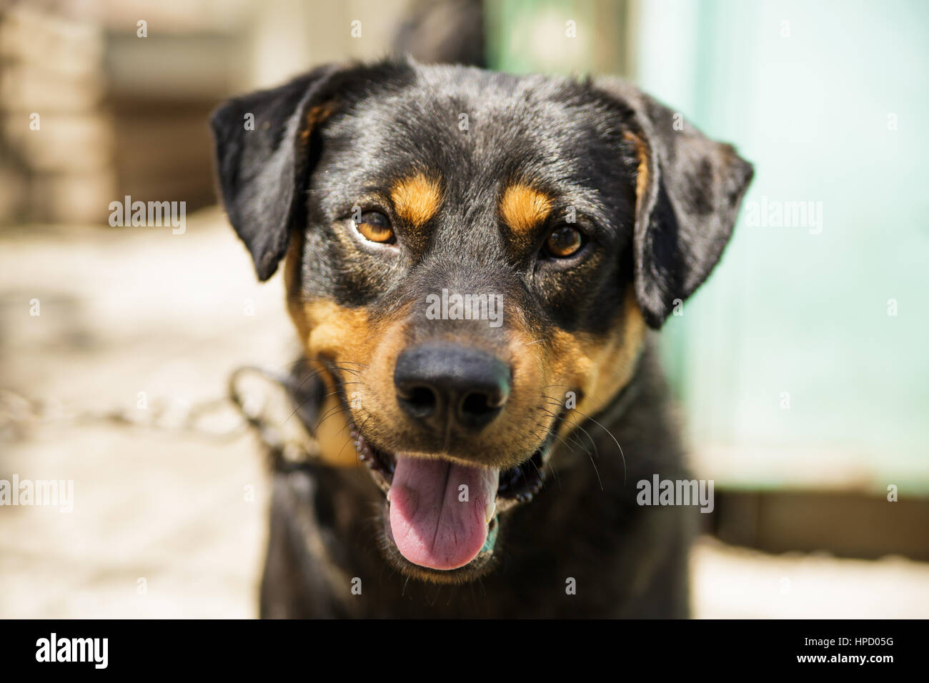 Die Kette Hund sieht in der Kammer einen Mund geöffnet. Stockfoto