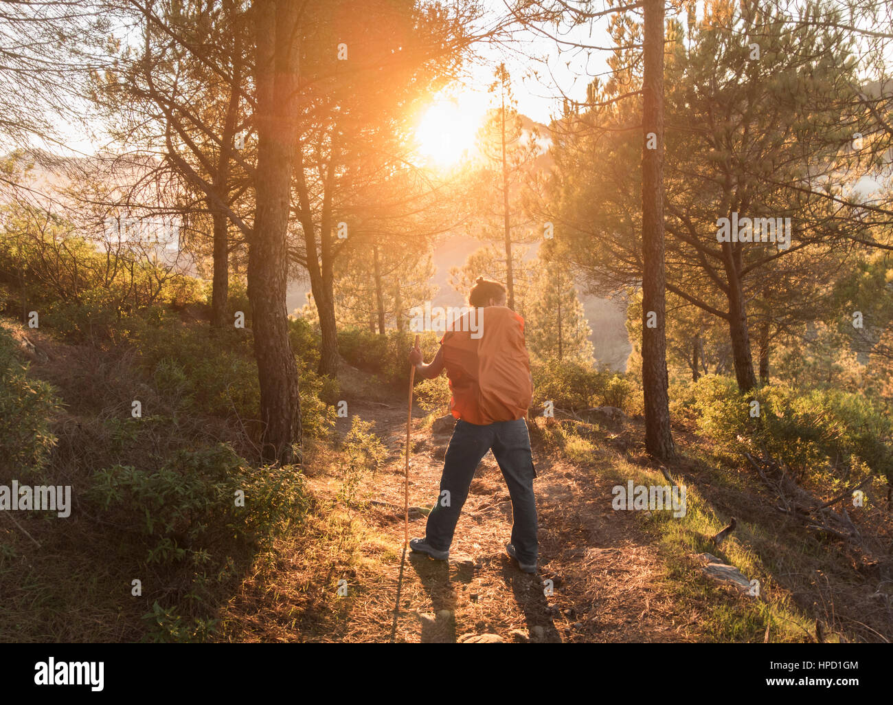 Wald baden, Shinrin Youku. Weibliche Wanderer in Mountain Pine Forest bei Sonnenaufgang auf Gran Canaria, Kanarische Inseln, Spanien Stockfoto