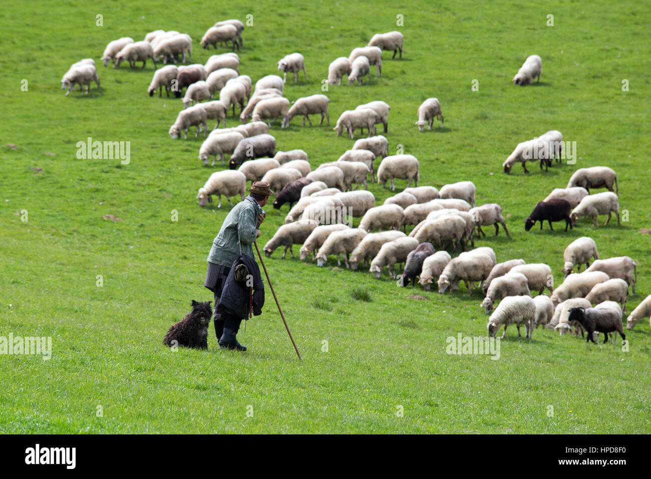 Hirte mit Hund auf der Suche nach Schafherde Stockfoto