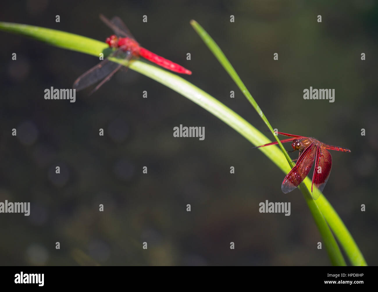 Rote Libellen auf einem Blatt der Pflanze. Stockfoto