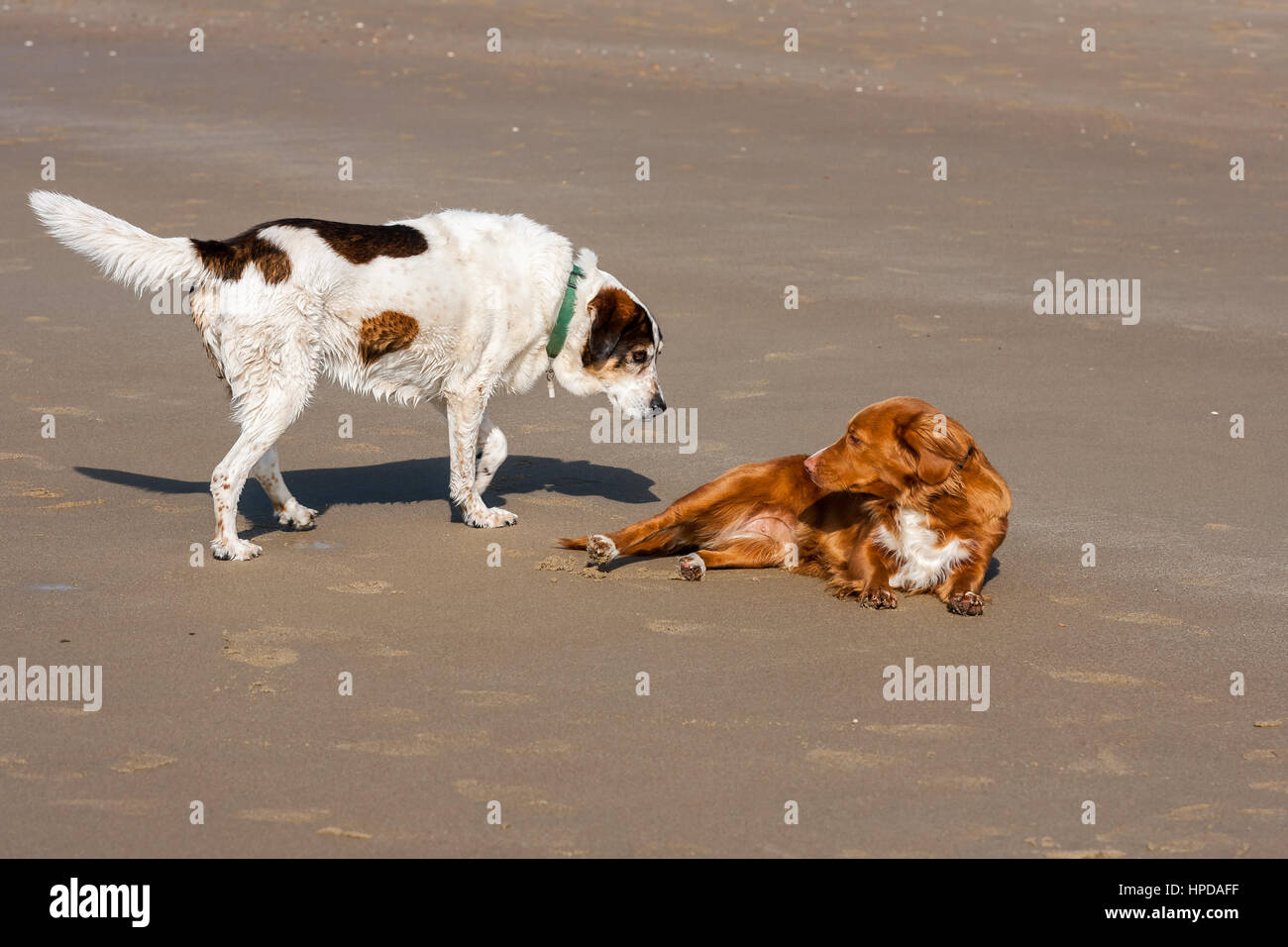 zwei Hunde spielen am Strand Schuss getroffen auf den Strand von