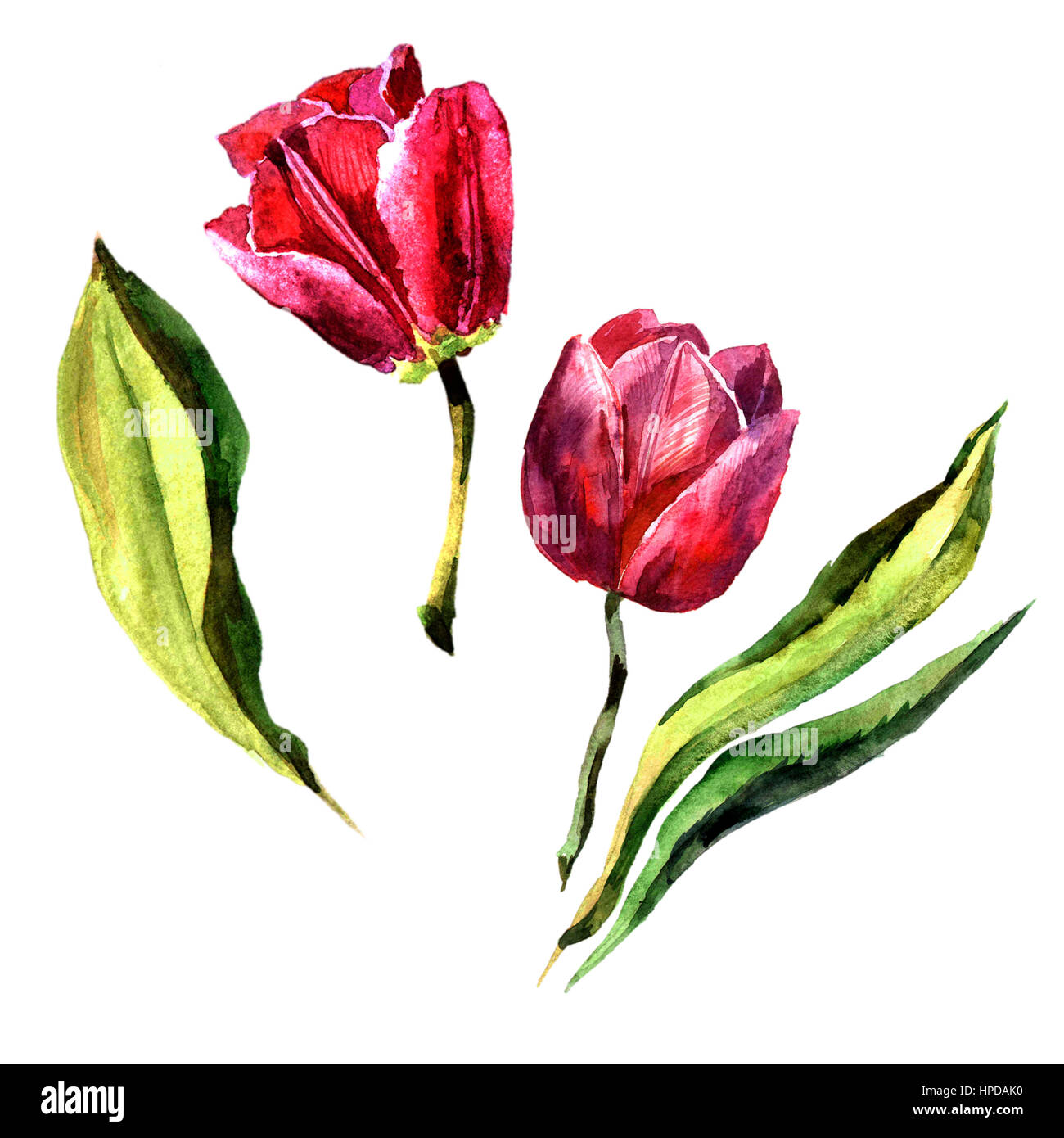 Wildflower Tulpe Blume im Aquarell-Stil isoliert. Vollständiger Name der Anlage: rot und rosa Tulpen. Aquarell Wiesenblumen für Hintergrund, Textur, wr Stockfoto