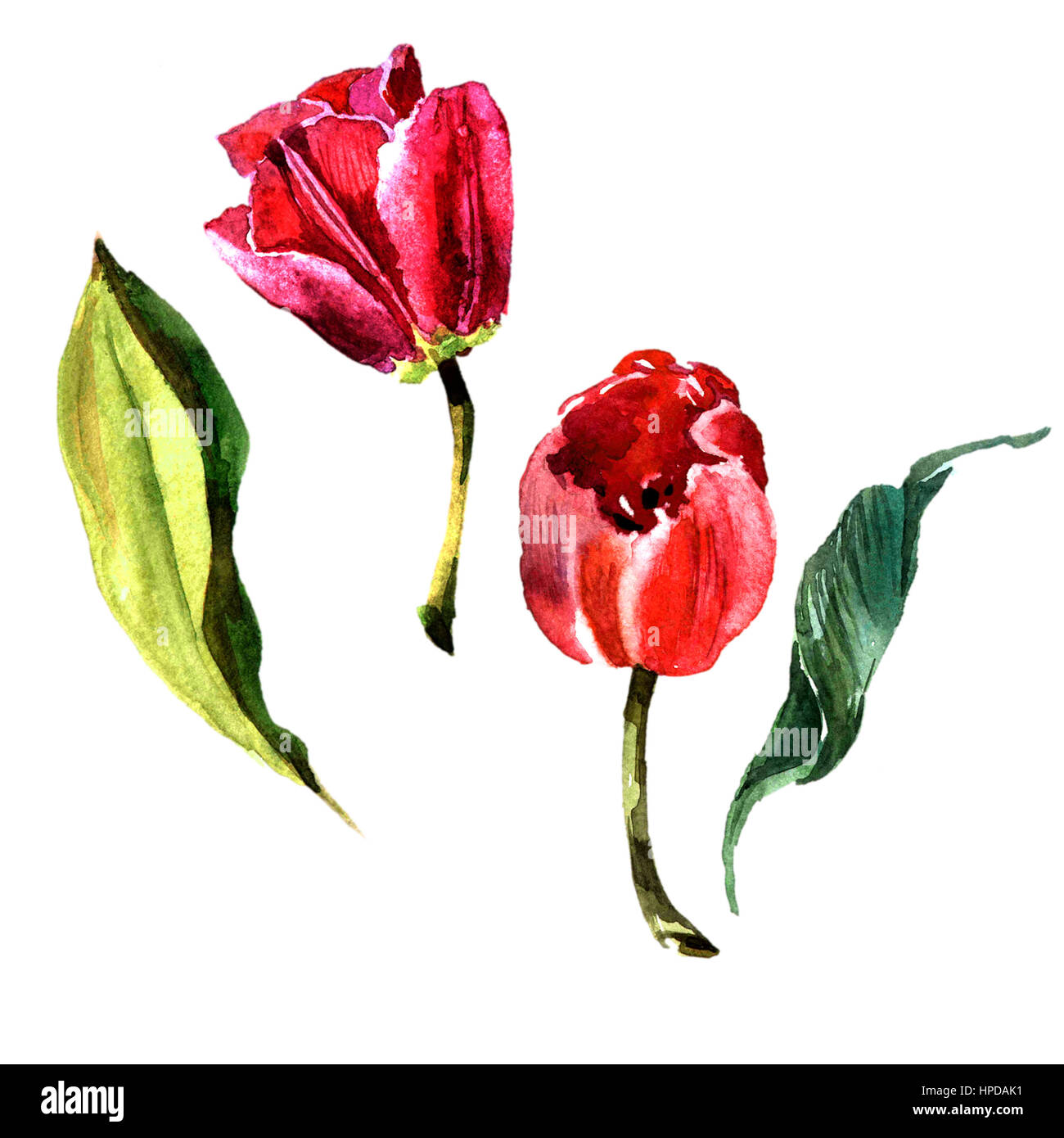 Wildflower Tulpe Blume im Aquarell-Stil isoliert. Vollständiger Name der Anlage: rot und rosa Tulpen. Aquarell Wiesenblumen für Hintergrund, Textur, wr Stockfoto