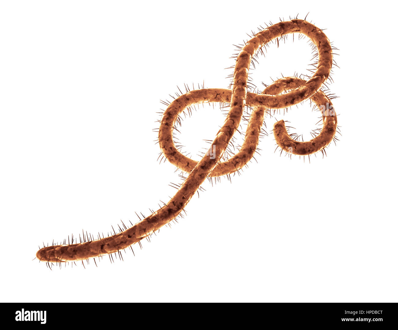 Ebola-Virus isoliert auf weißem Hintergrund Stockfoto