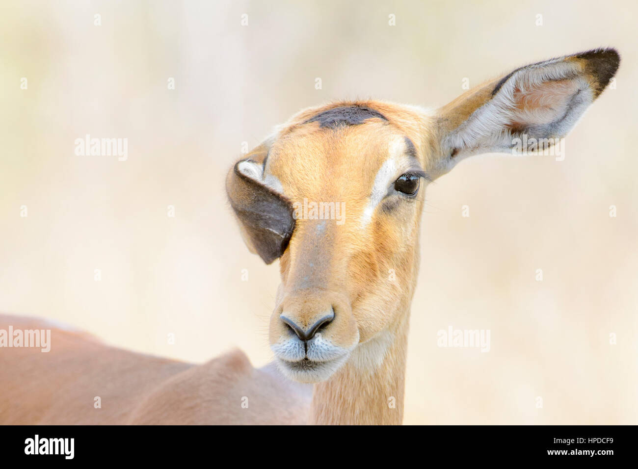 Impala (Aepyceros Melampus) Porträt mit flatternden Ohren, Krüger Nationalpark, Südafrika Stockfoto