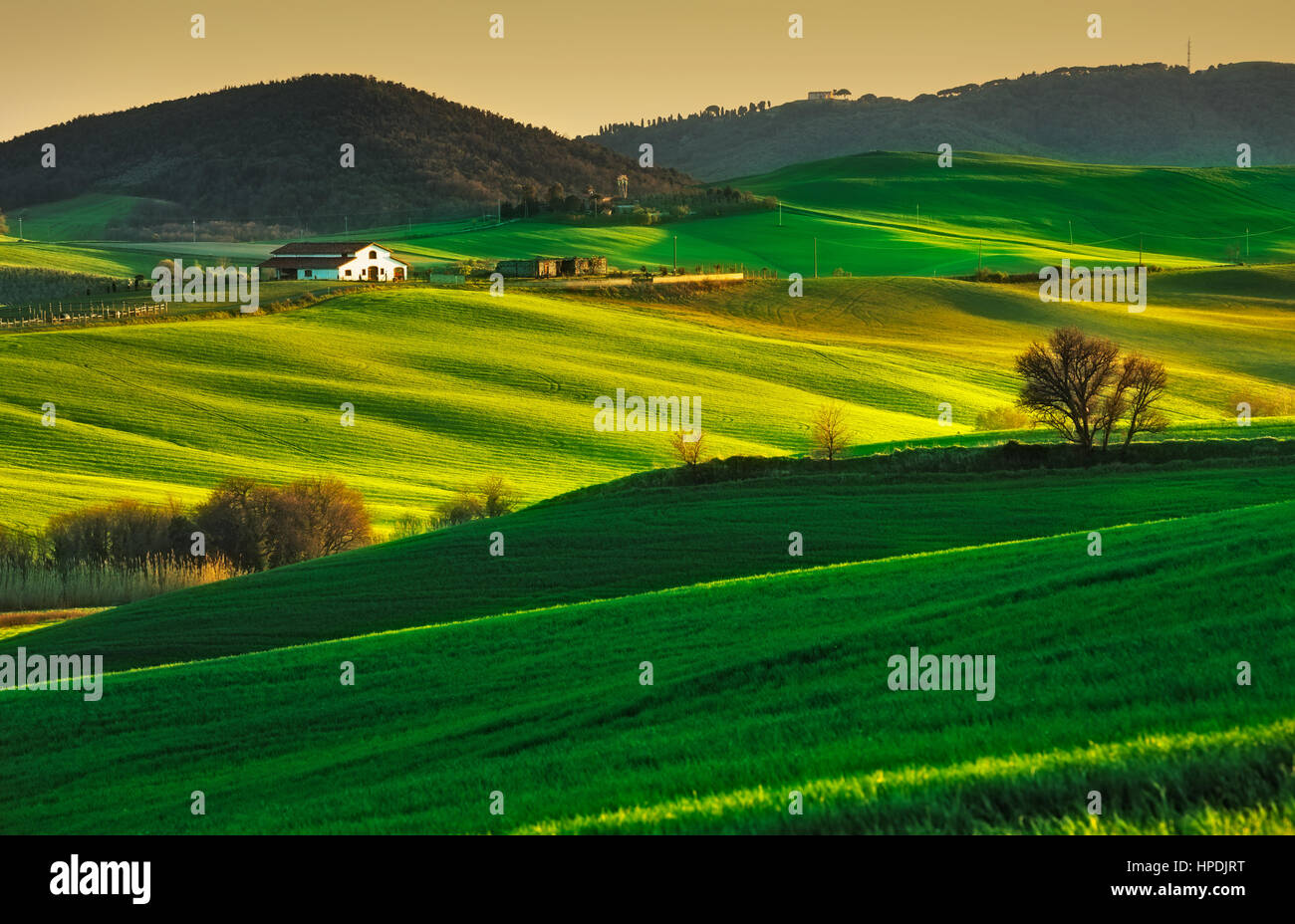 Toskana, sanfte Hügel im Sonnenuntergang. Volterra Kulturlandschaft. Grüne Wiesen, Ackerland und Bäume. Italien Stockfoto