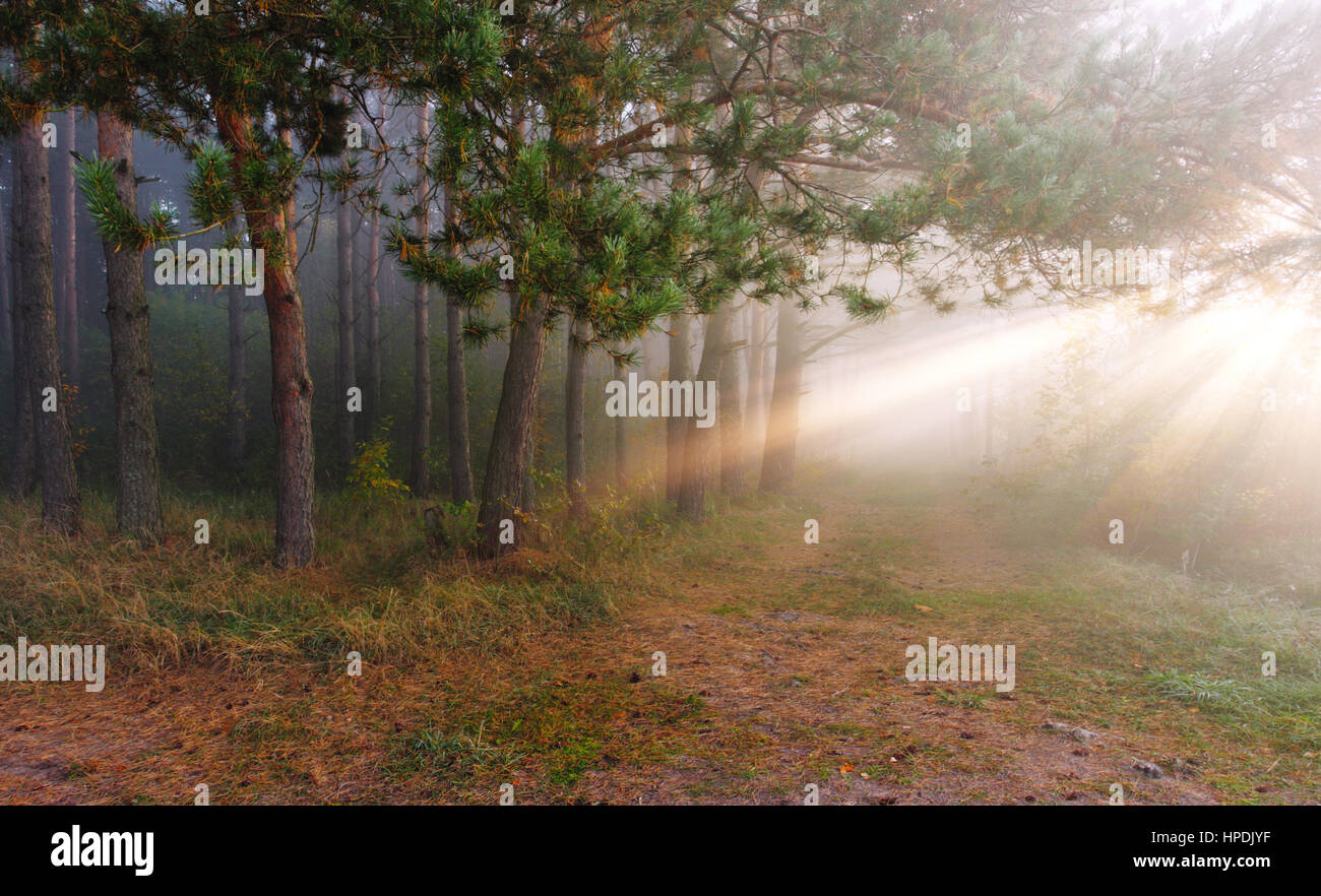 Sonnenlicht Strahlt Durch Den Wald Stockfotos Und Bilder Kaufen Alamy