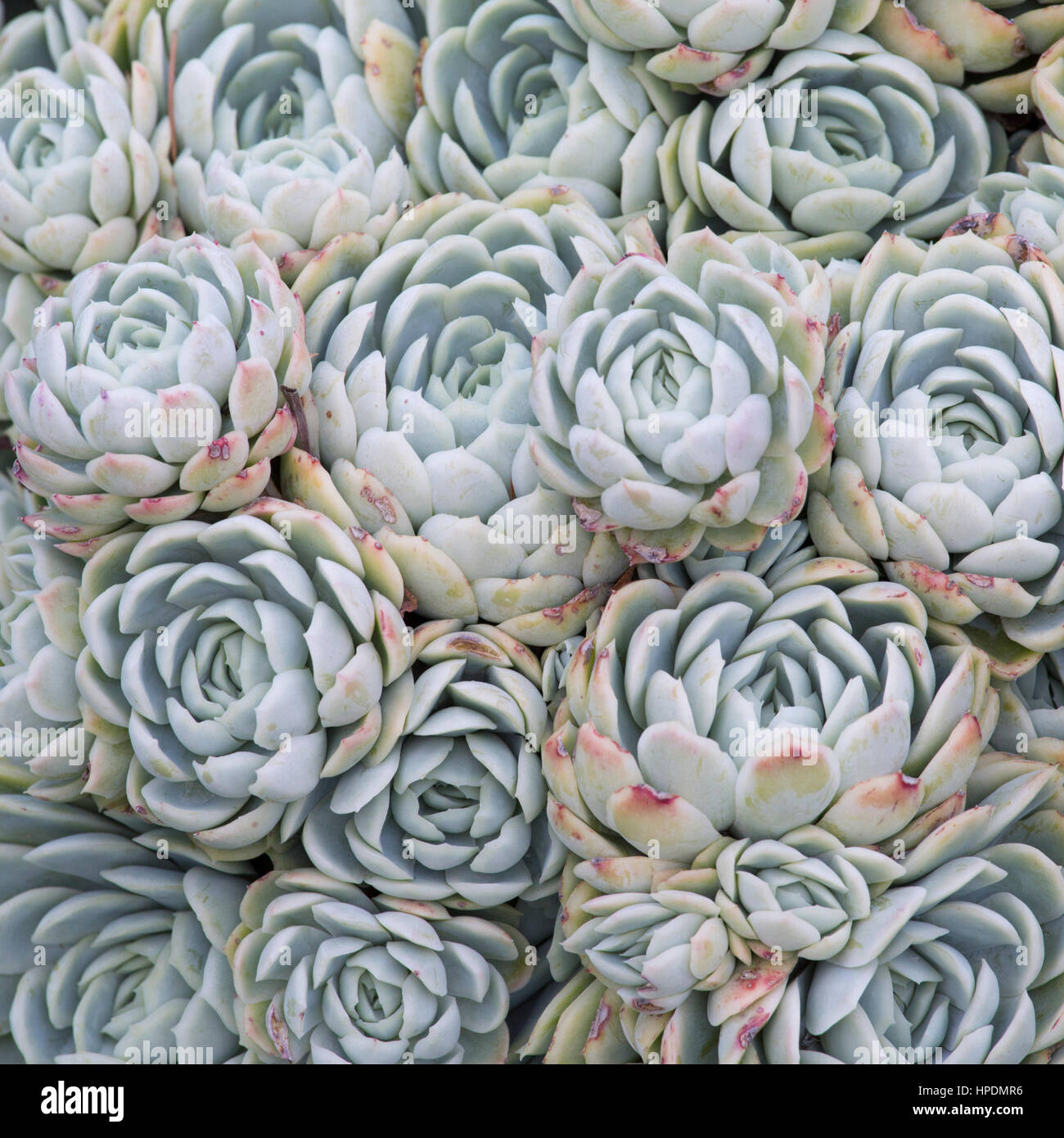 Christchurch, Canterbury, Neuseeland. Enge Rosetten von Echeveria elegans auf Anzeige in Christchurch Botanischer Garten verpackt. Stockfoto