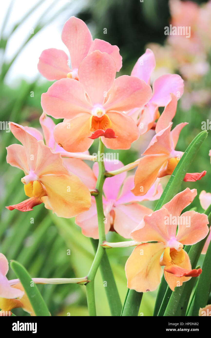 Schöne rosa Orchidee im Garten zugemacht Stockfoto